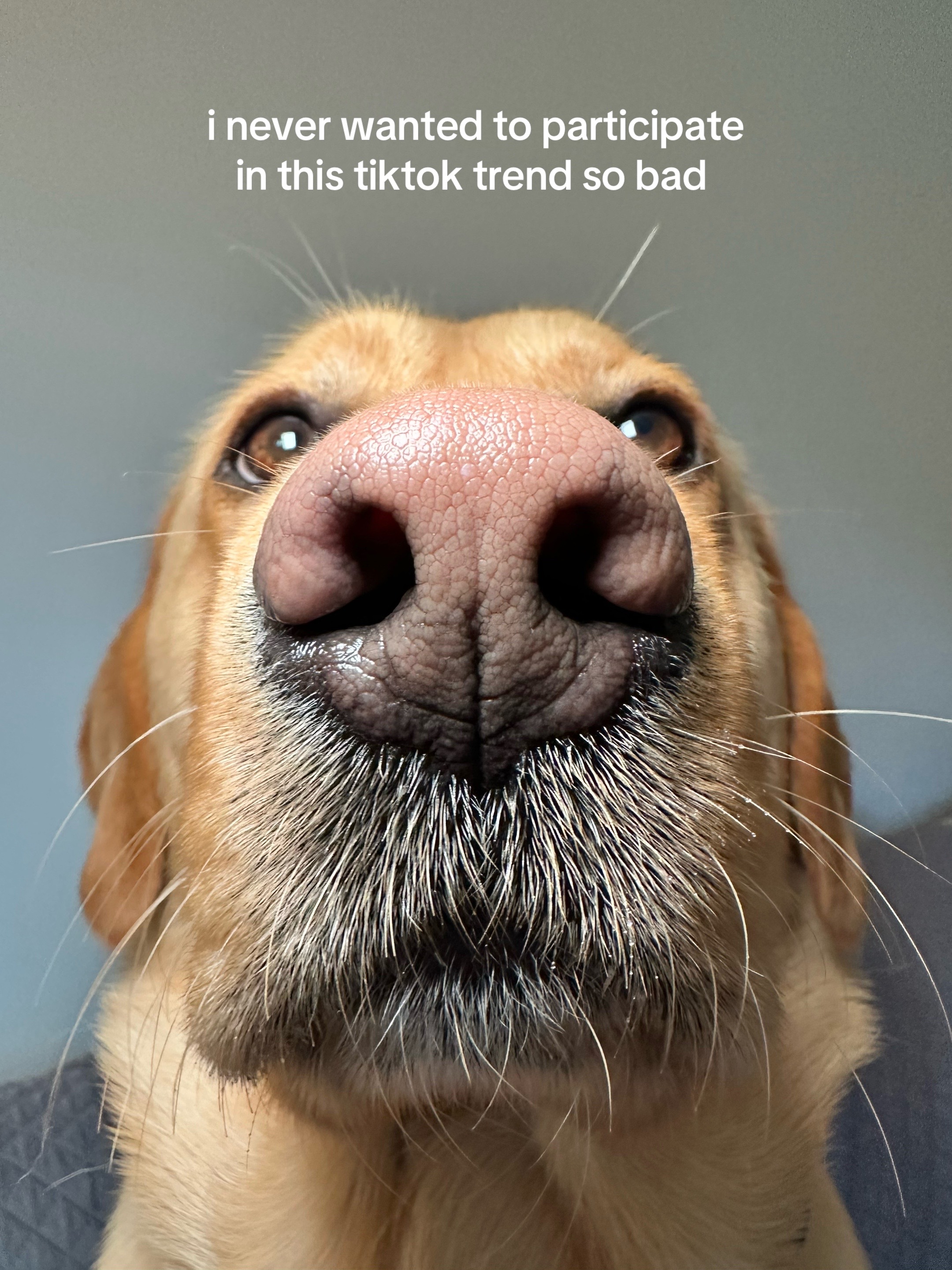 @Lord Jack The Yellow Lab