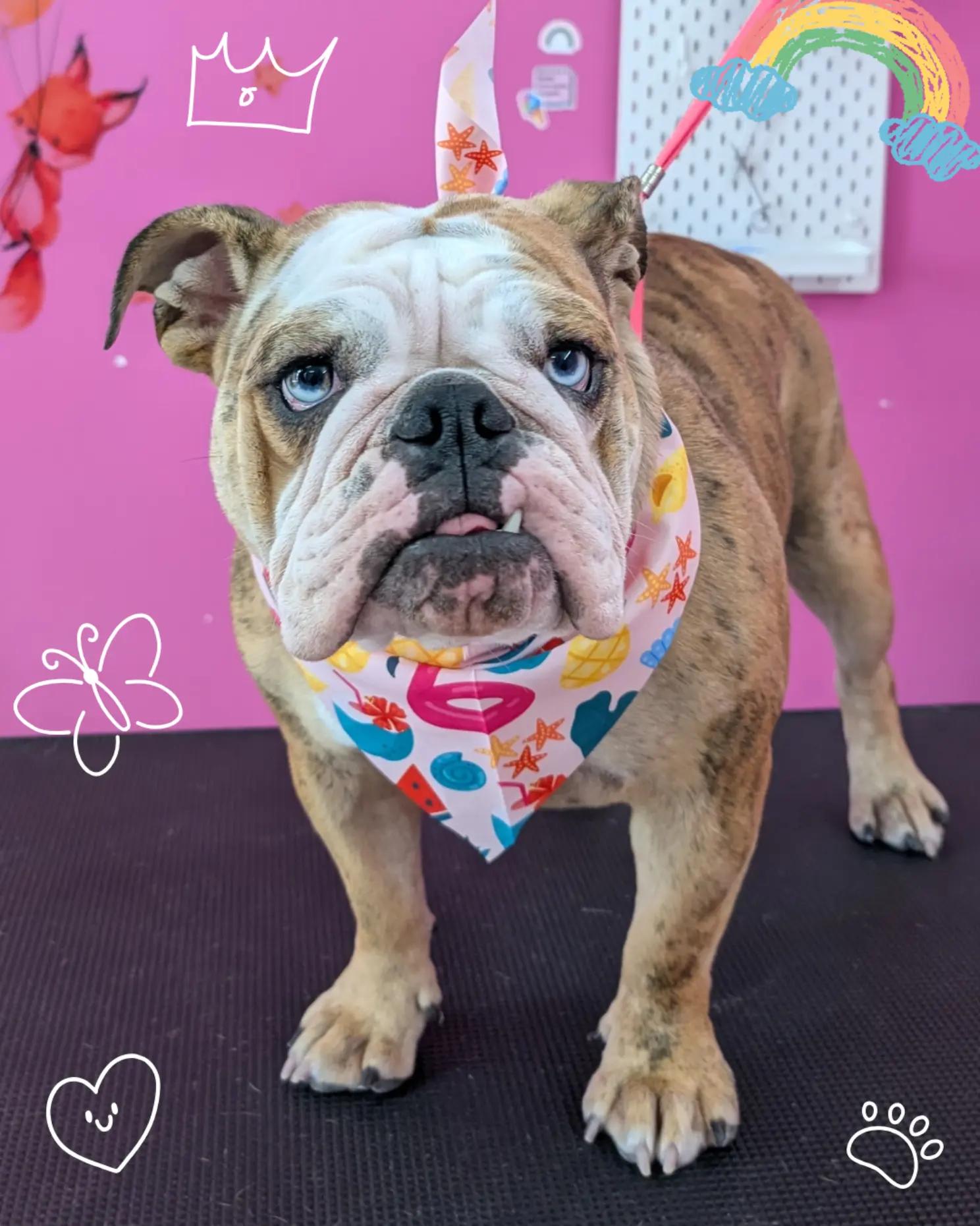 @bubulabapetgrooming