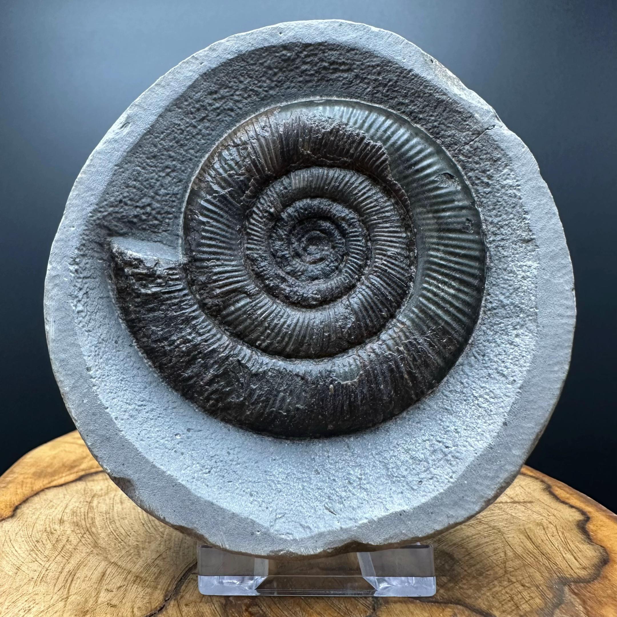 @yorkshire.fossils