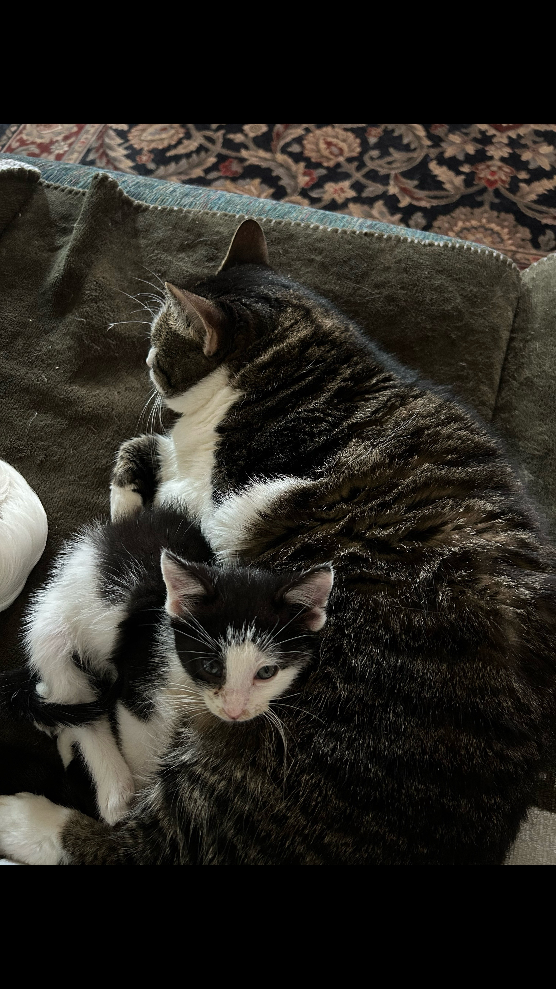 @catlover313official
