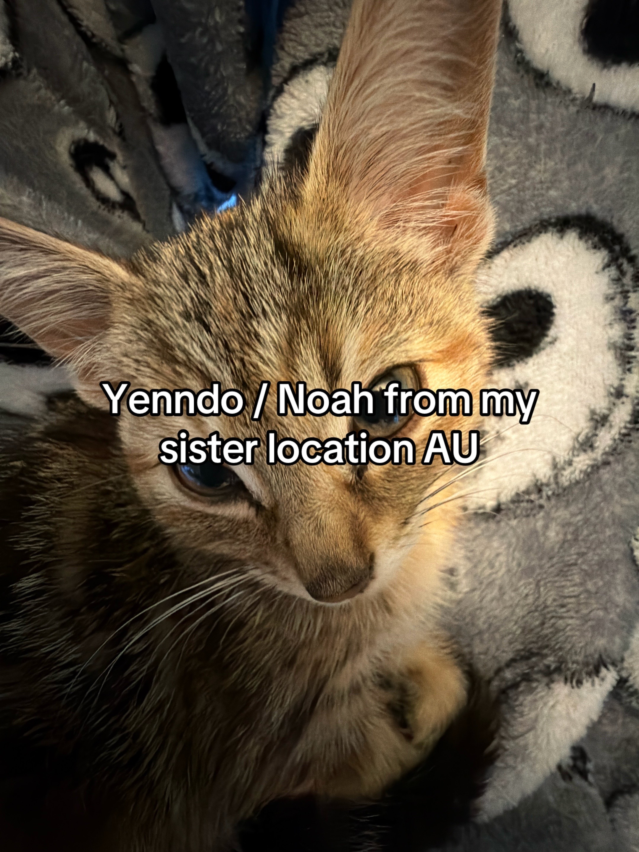 @Tiny..Ferret