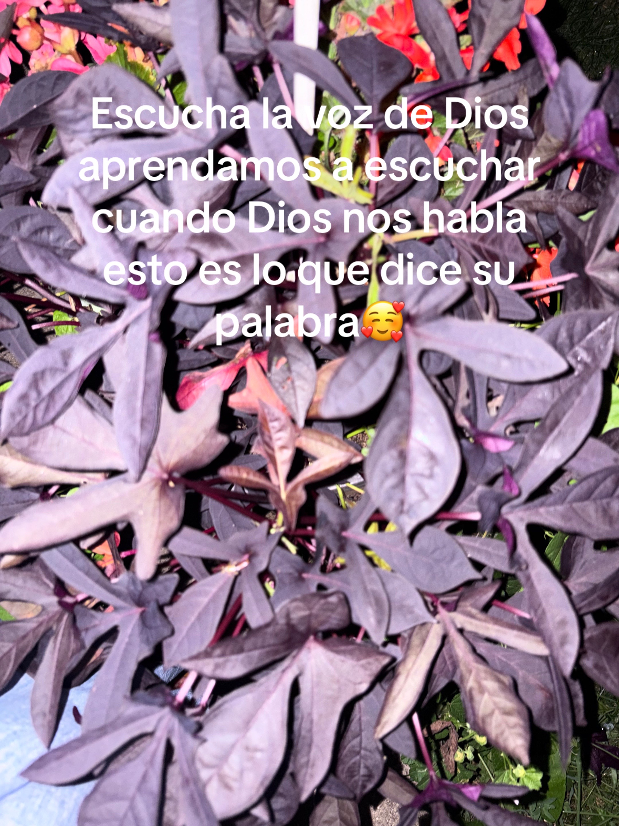 @Araceli vences