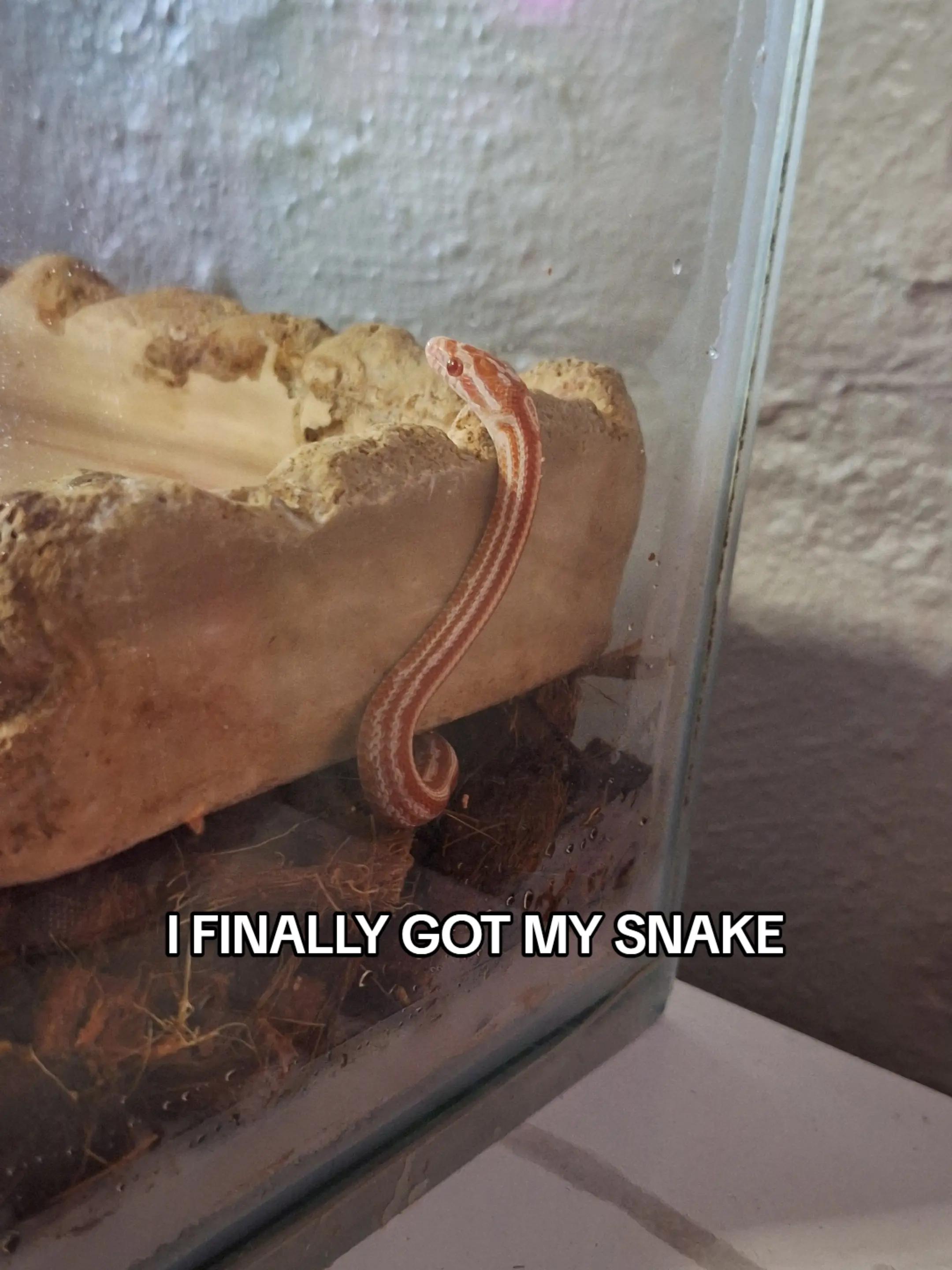 @🐍•~Ren~•🐍