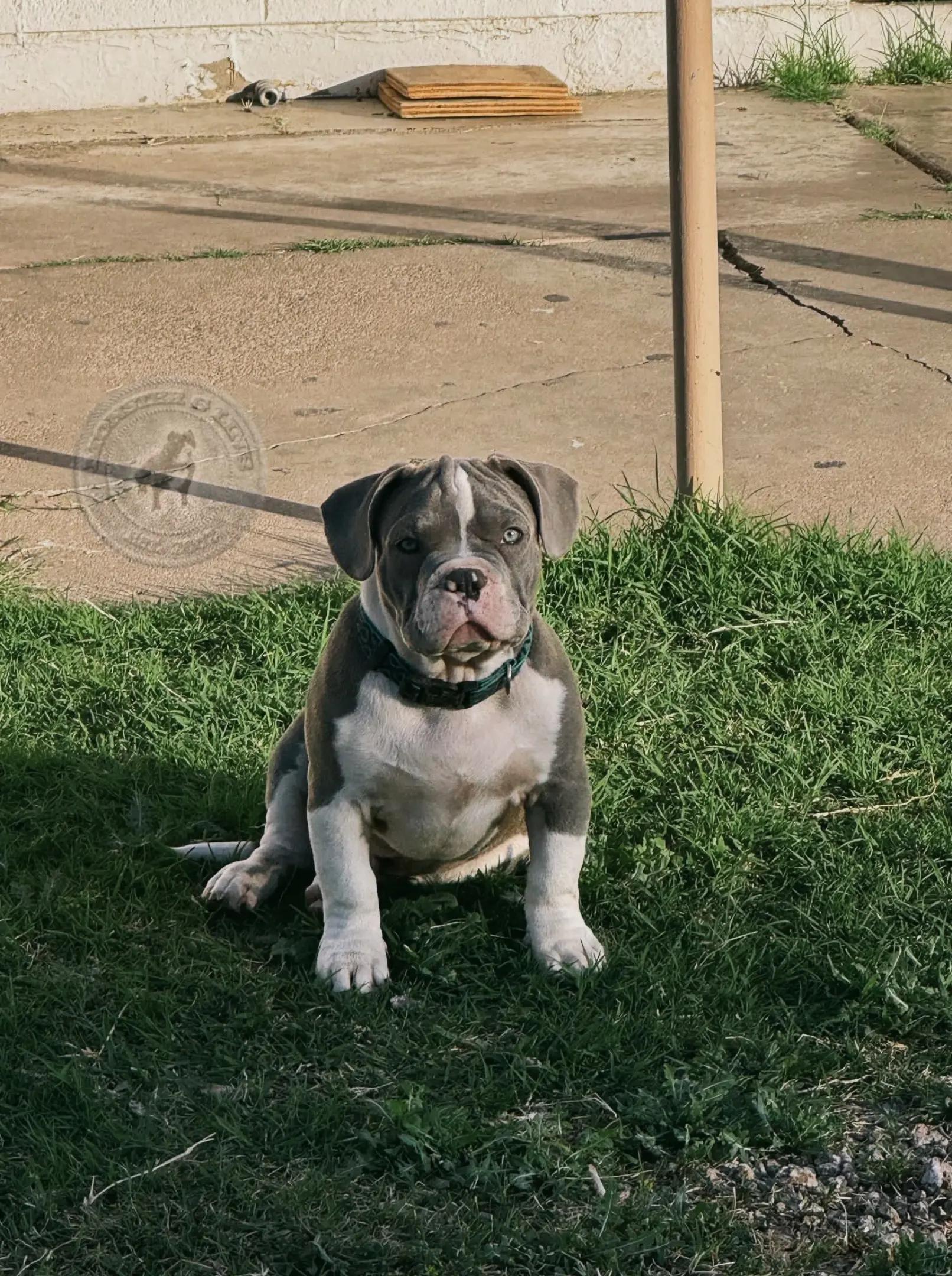 @HACHIKO LINE Bully Kennel