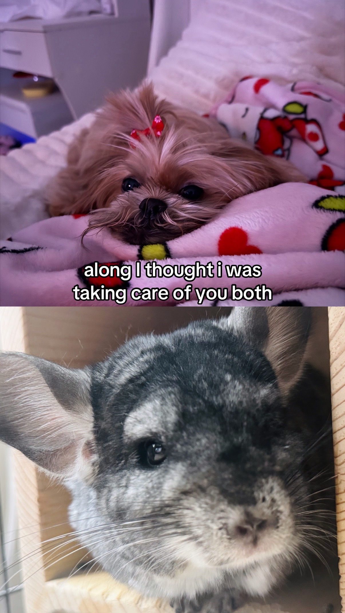 @emi🐆