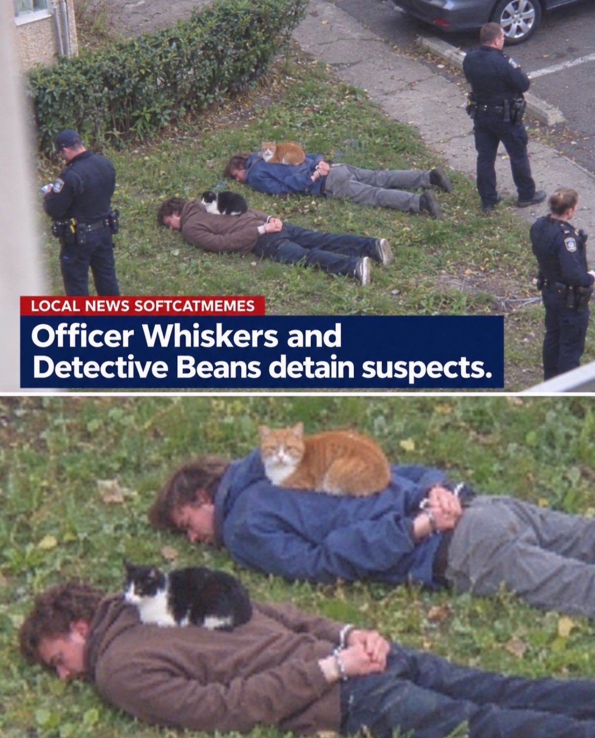 @cat memes
