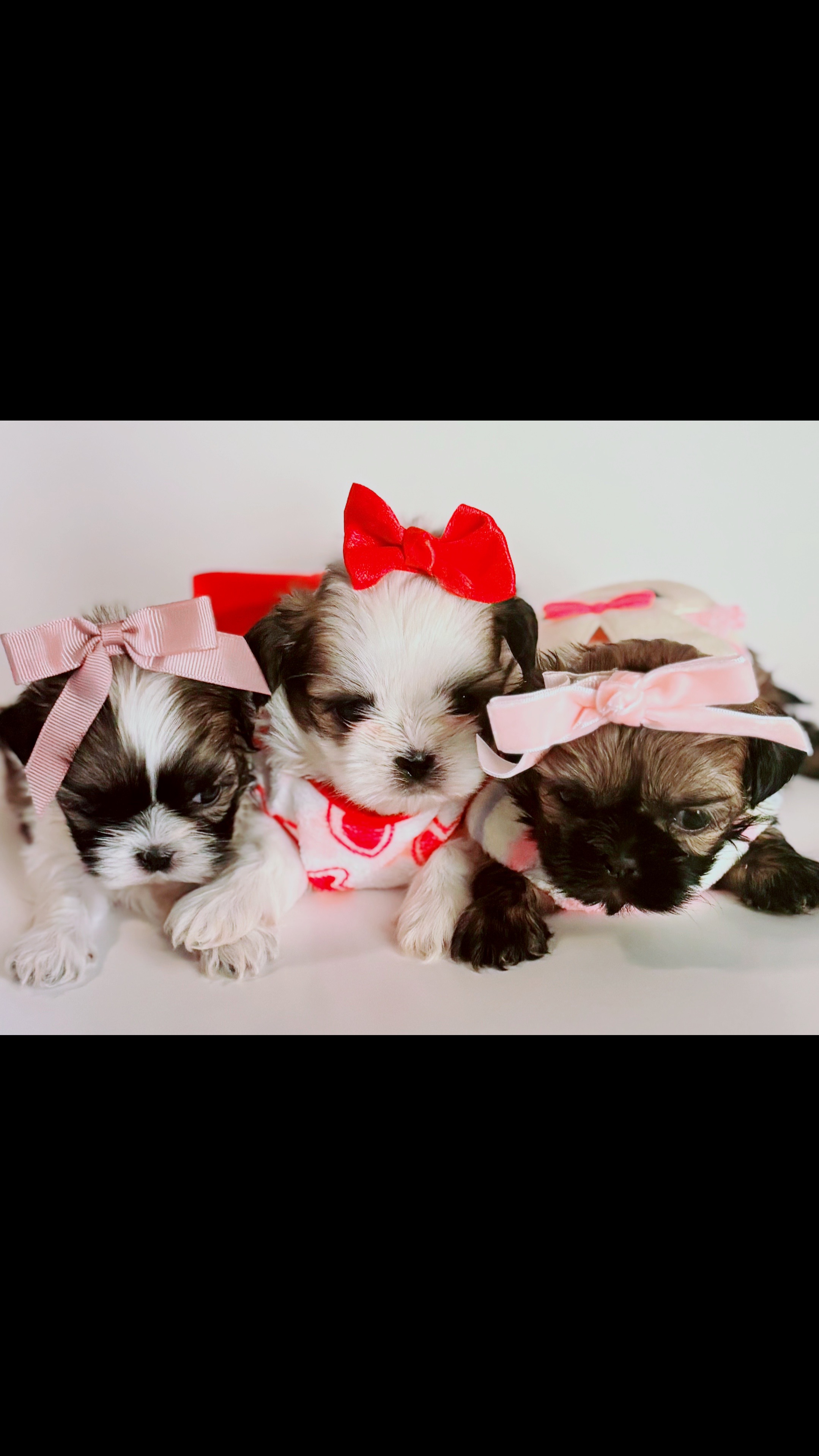 @SHIHTZU SOIRÉE