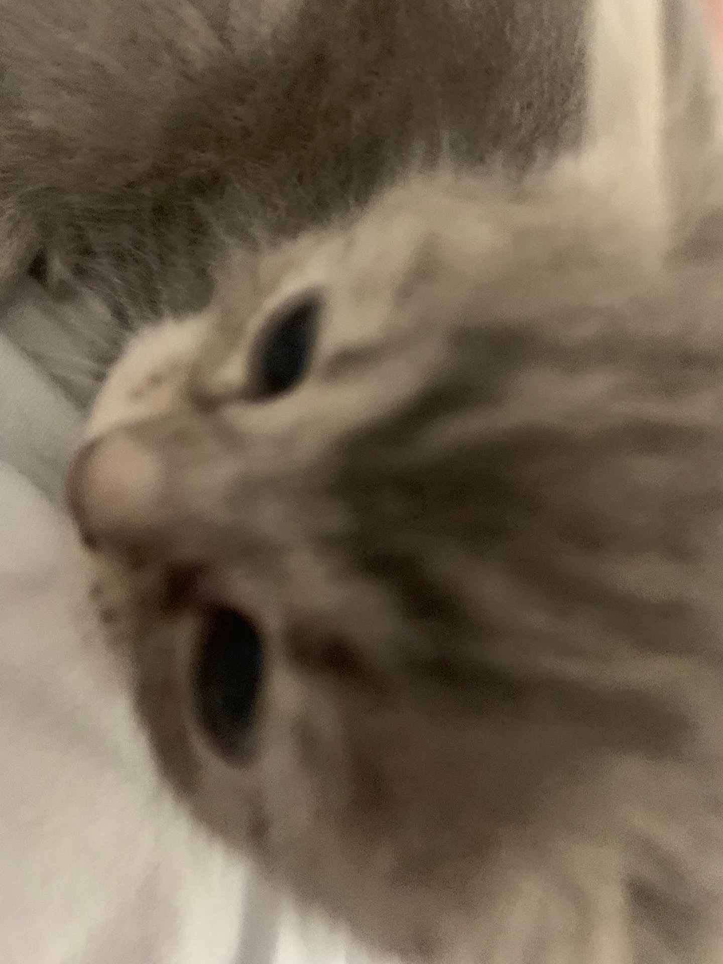 @тгк:русая🐈
