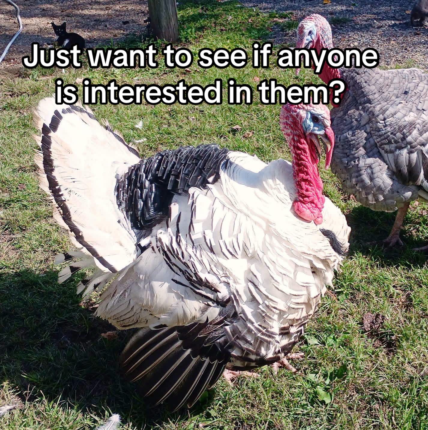 @Matthew’s Feathered Farm