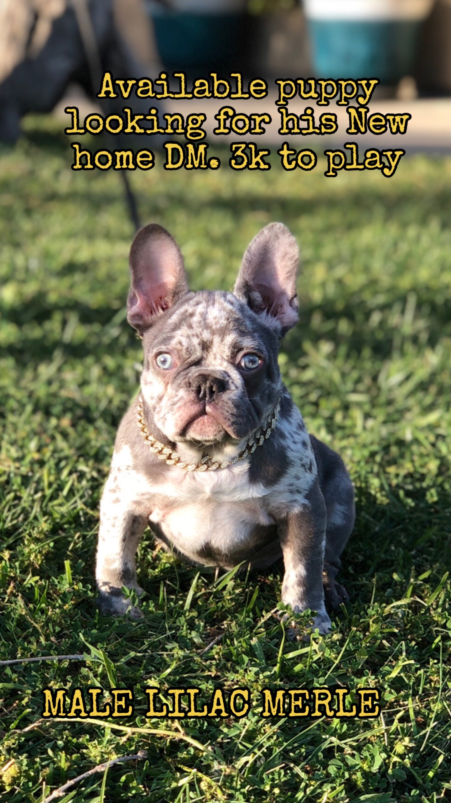 @rb_frenchies559