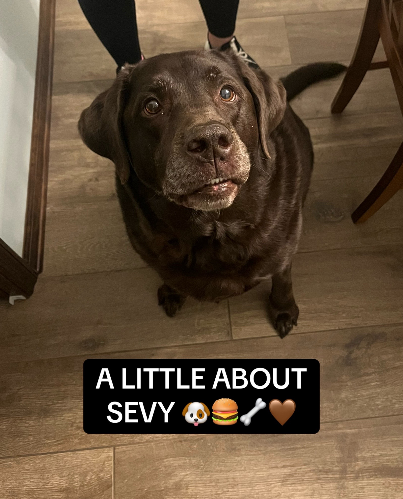 @Sevy and Gus 🐾