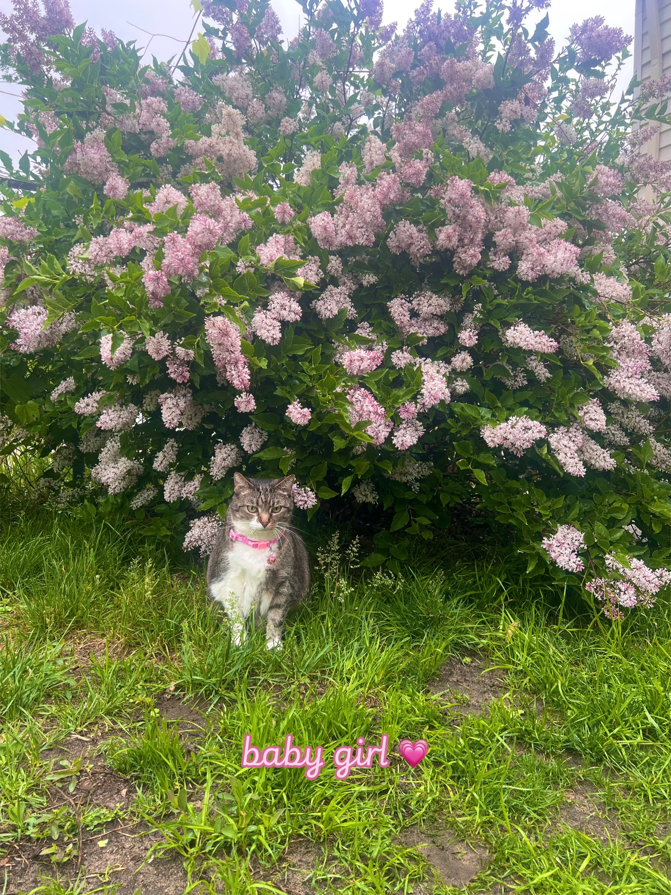 @emily⋆˚꩜。˚˖𓍢ִ໋❀
