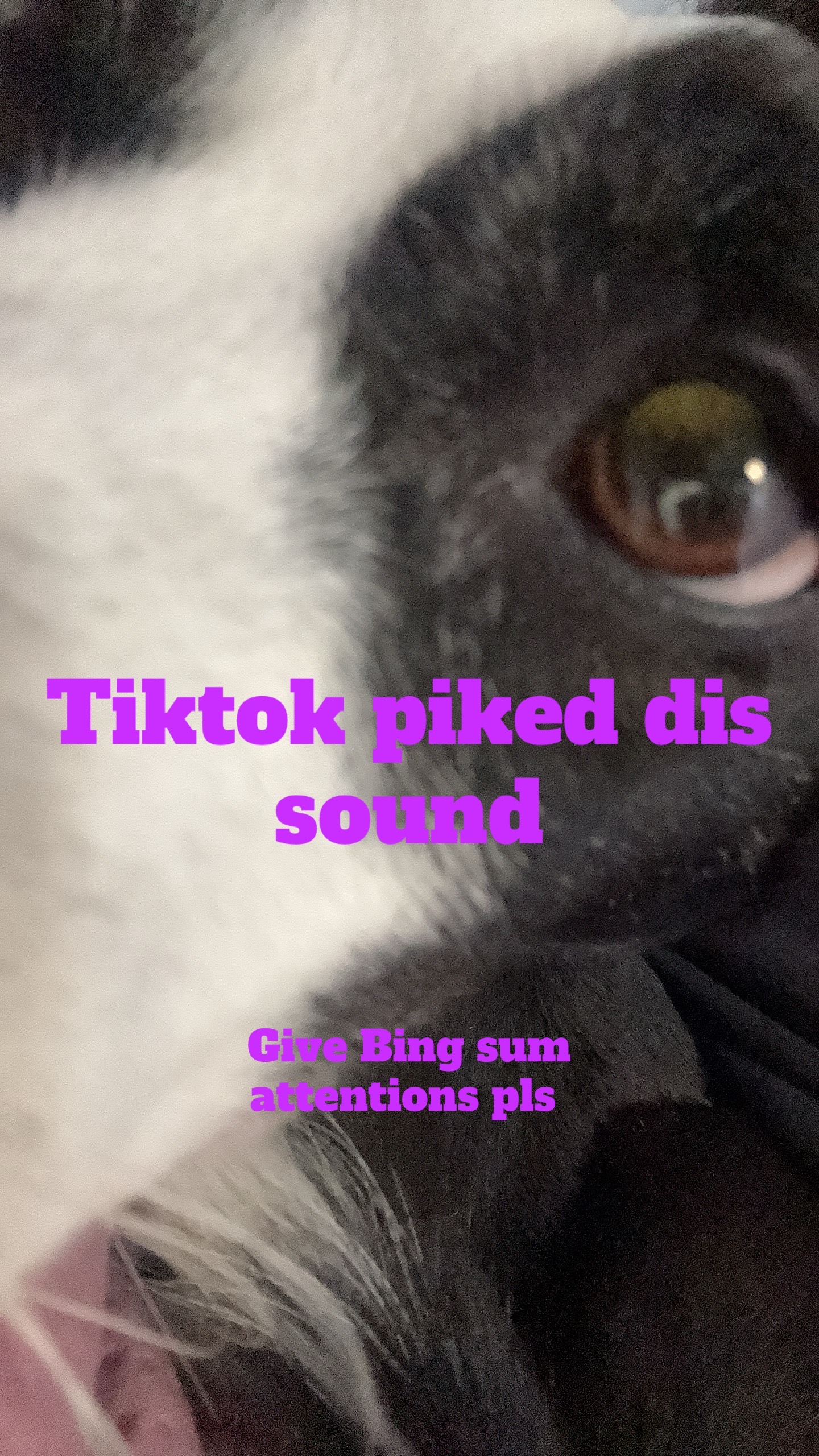 @b.i.n.g.o_tok