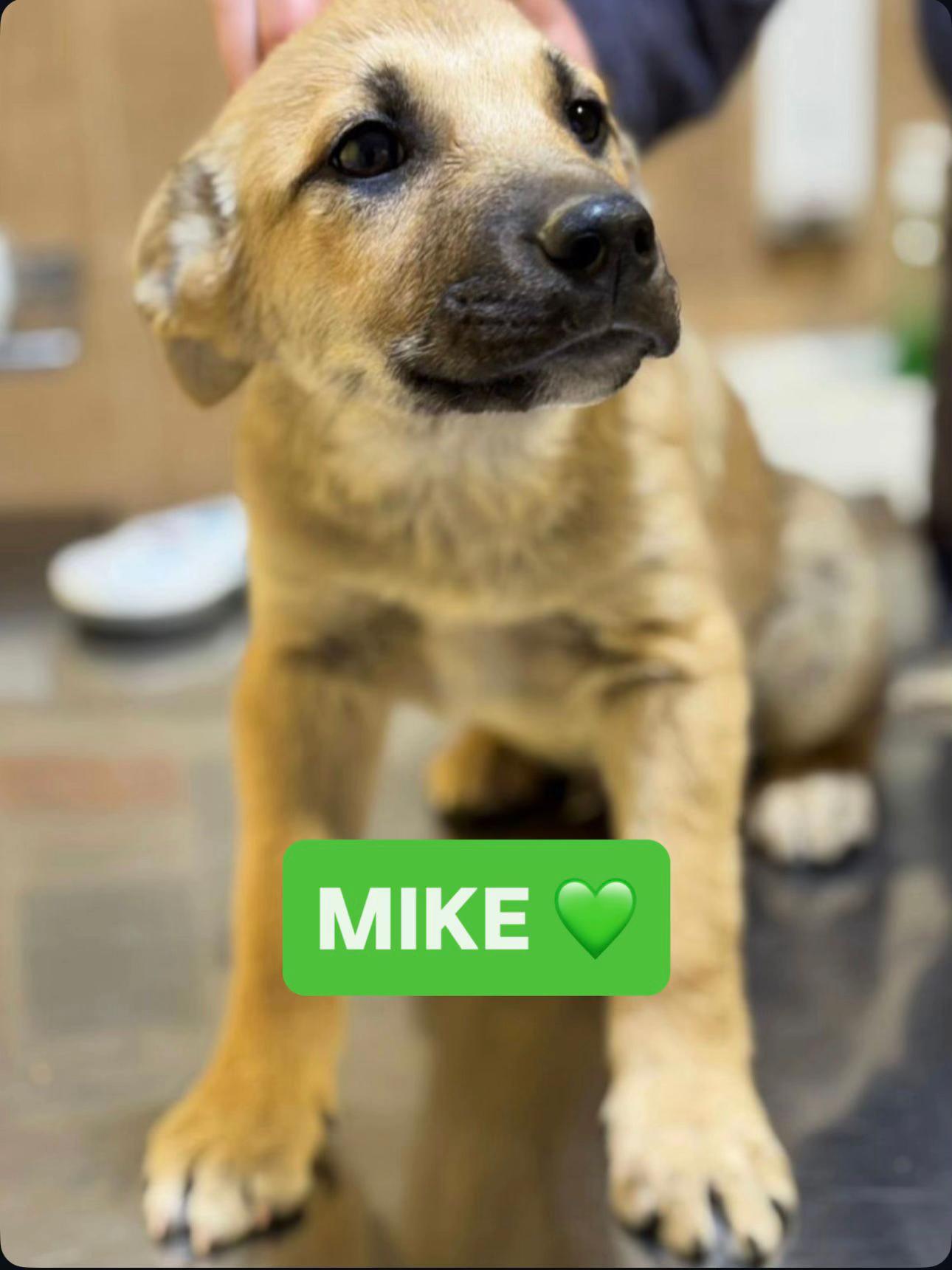 @Hundeherzkommando 🐾