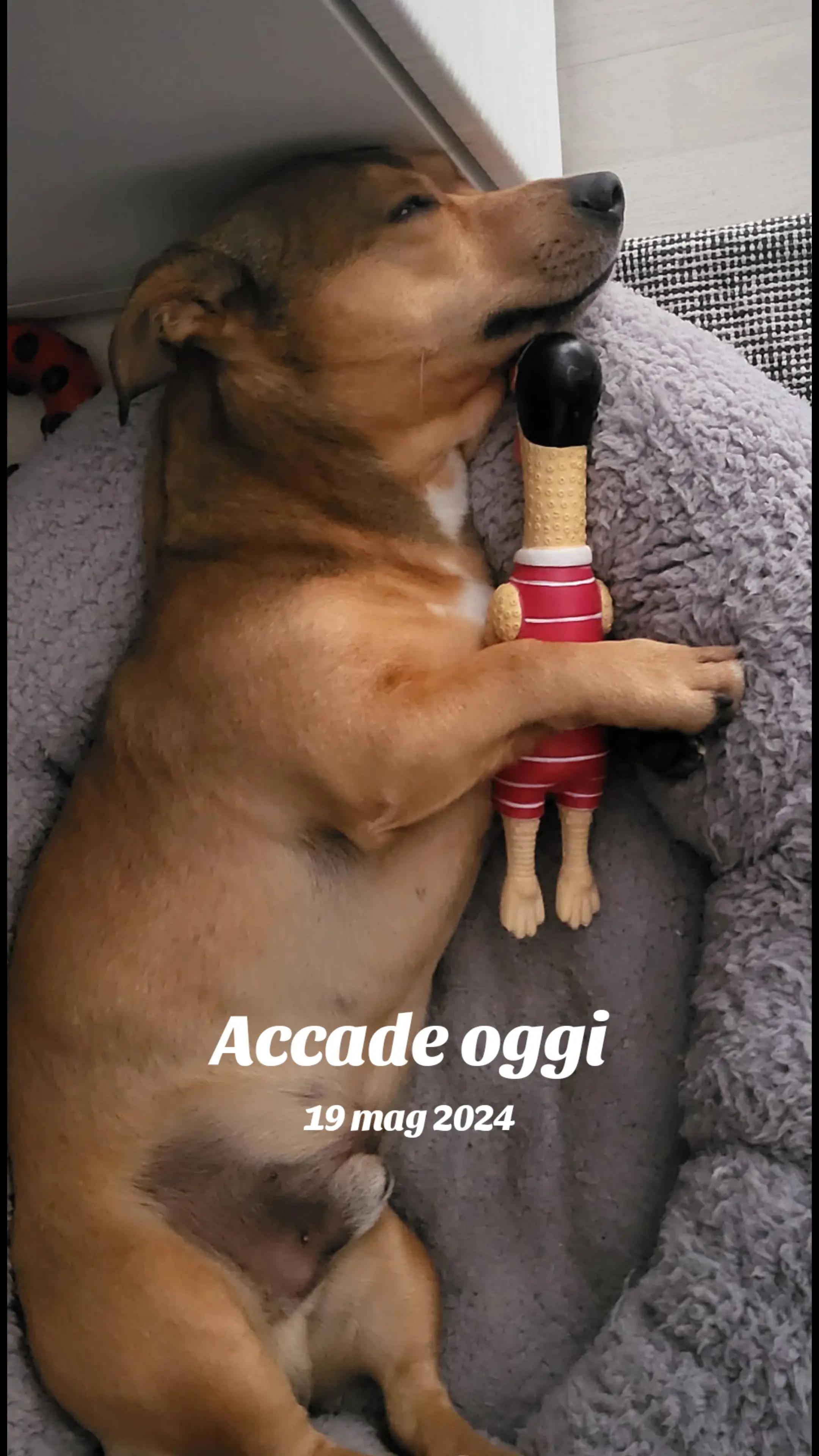 @coccinella72