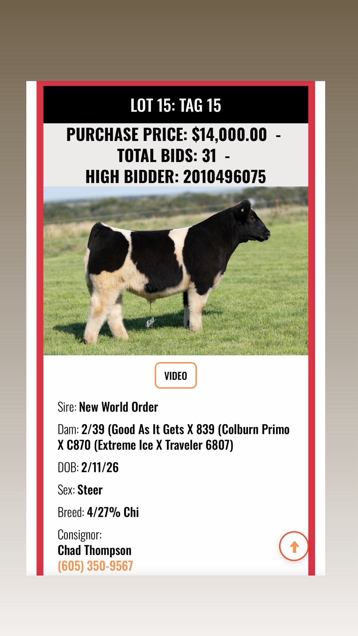 @Matt Lautner Cattle USA