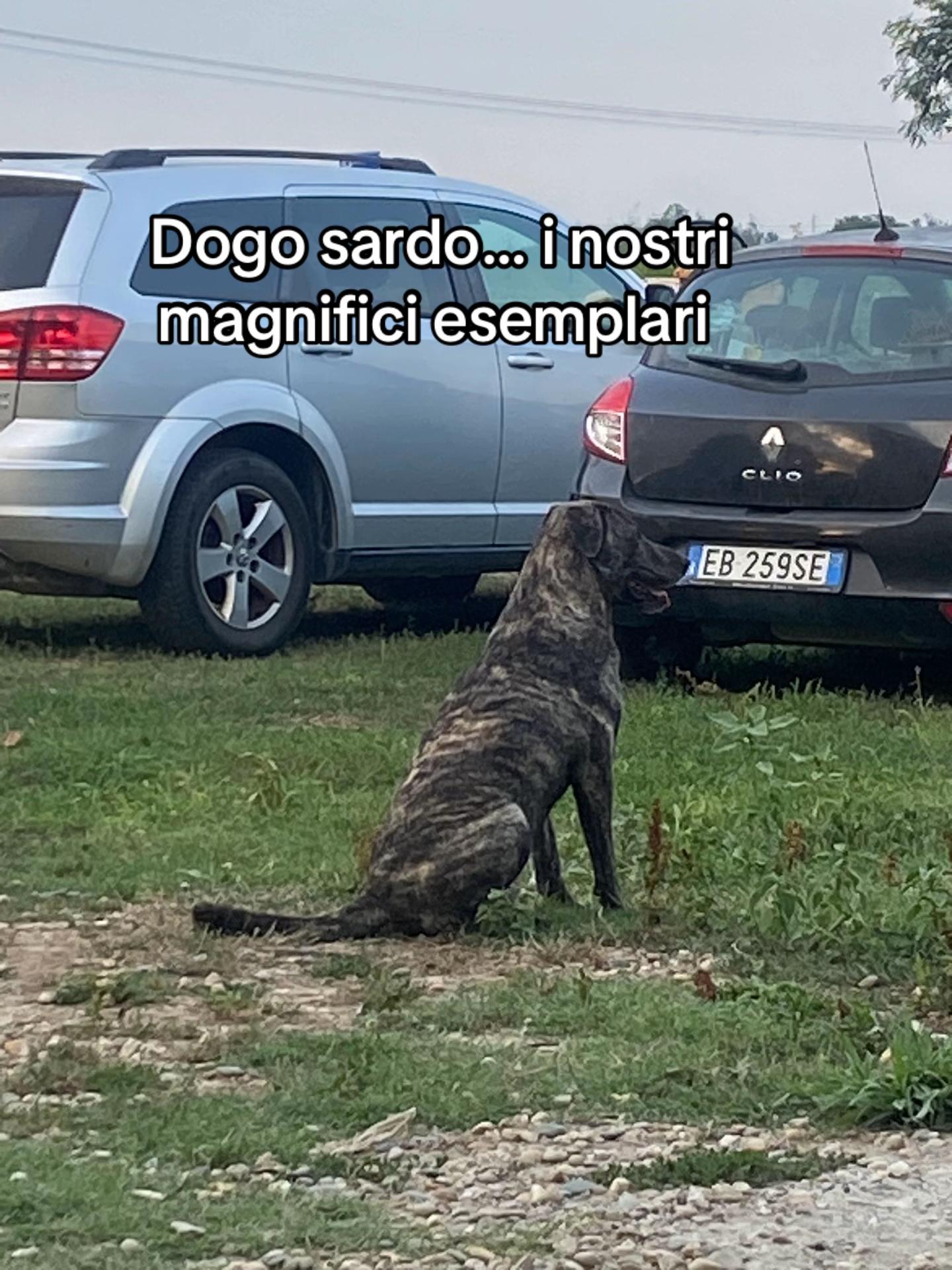 @Ponyclubilgattoelavolpe