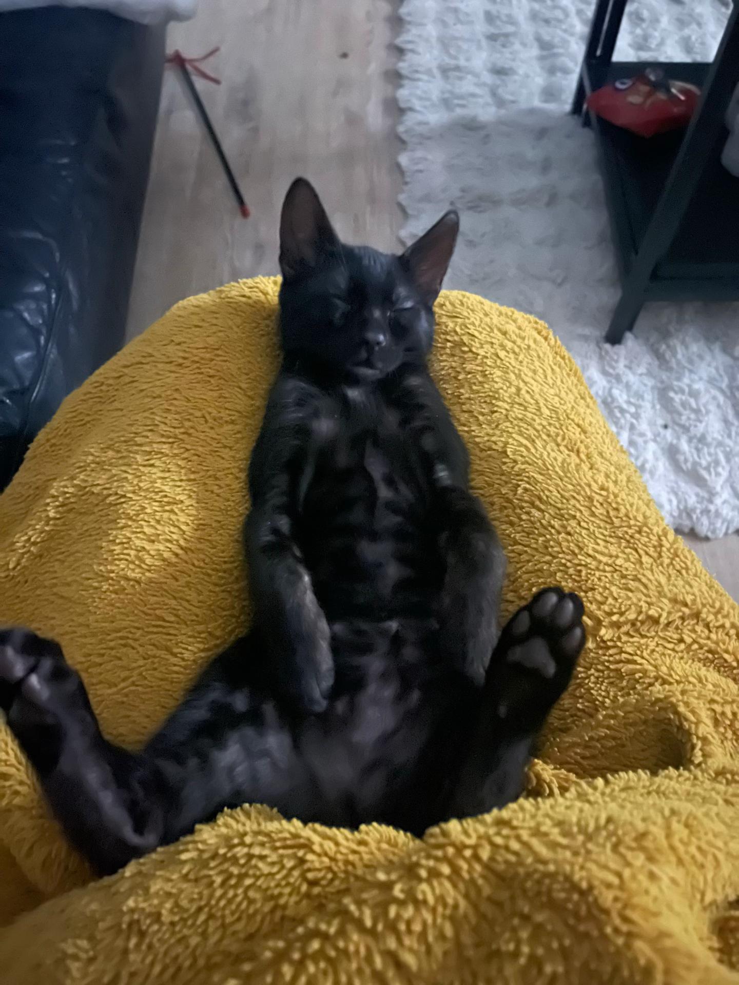 @sweet4bambi♥️Bengalkitten