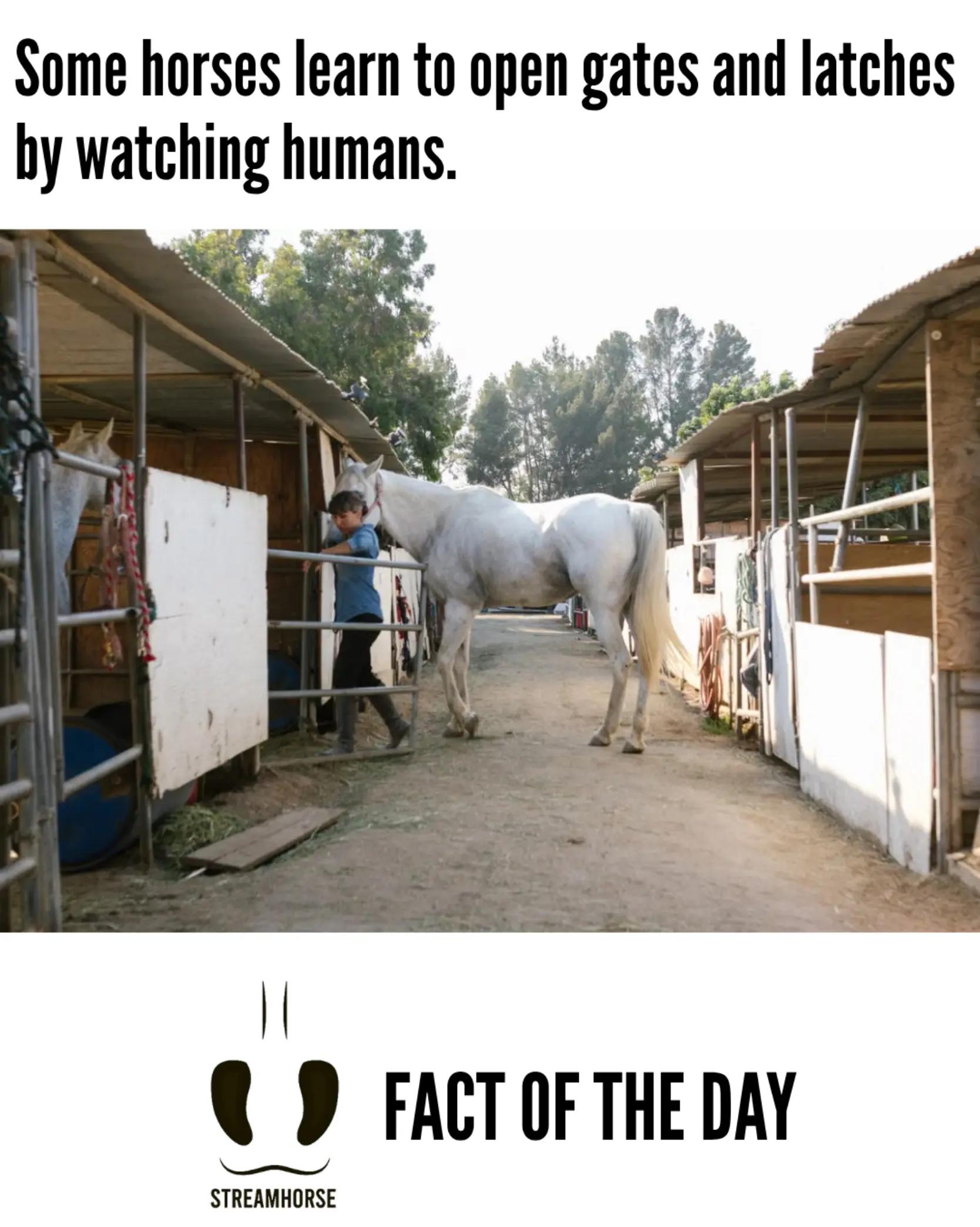 @streamhorse