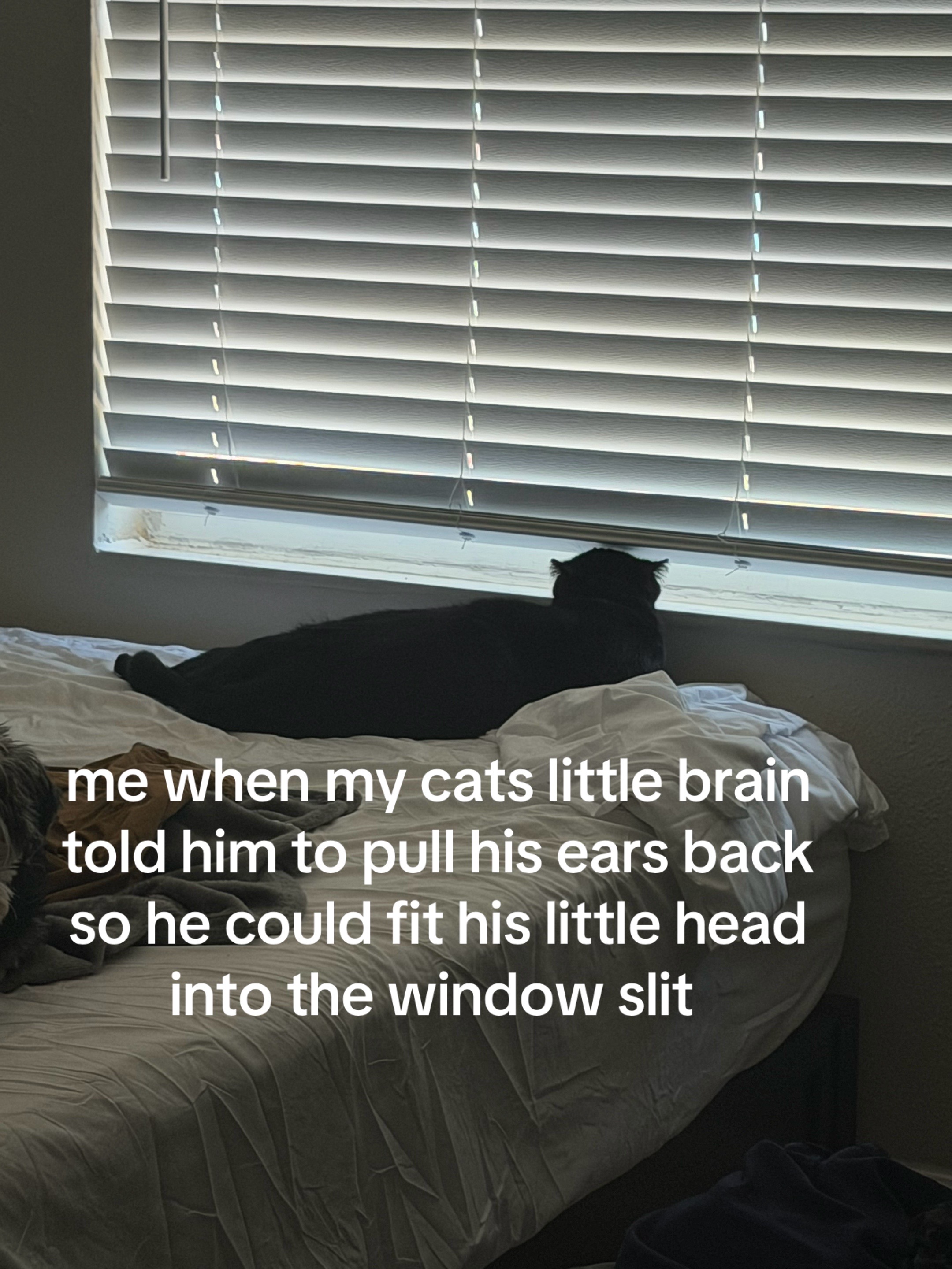 @🐈⬛ rosie ⋆˚꩜。