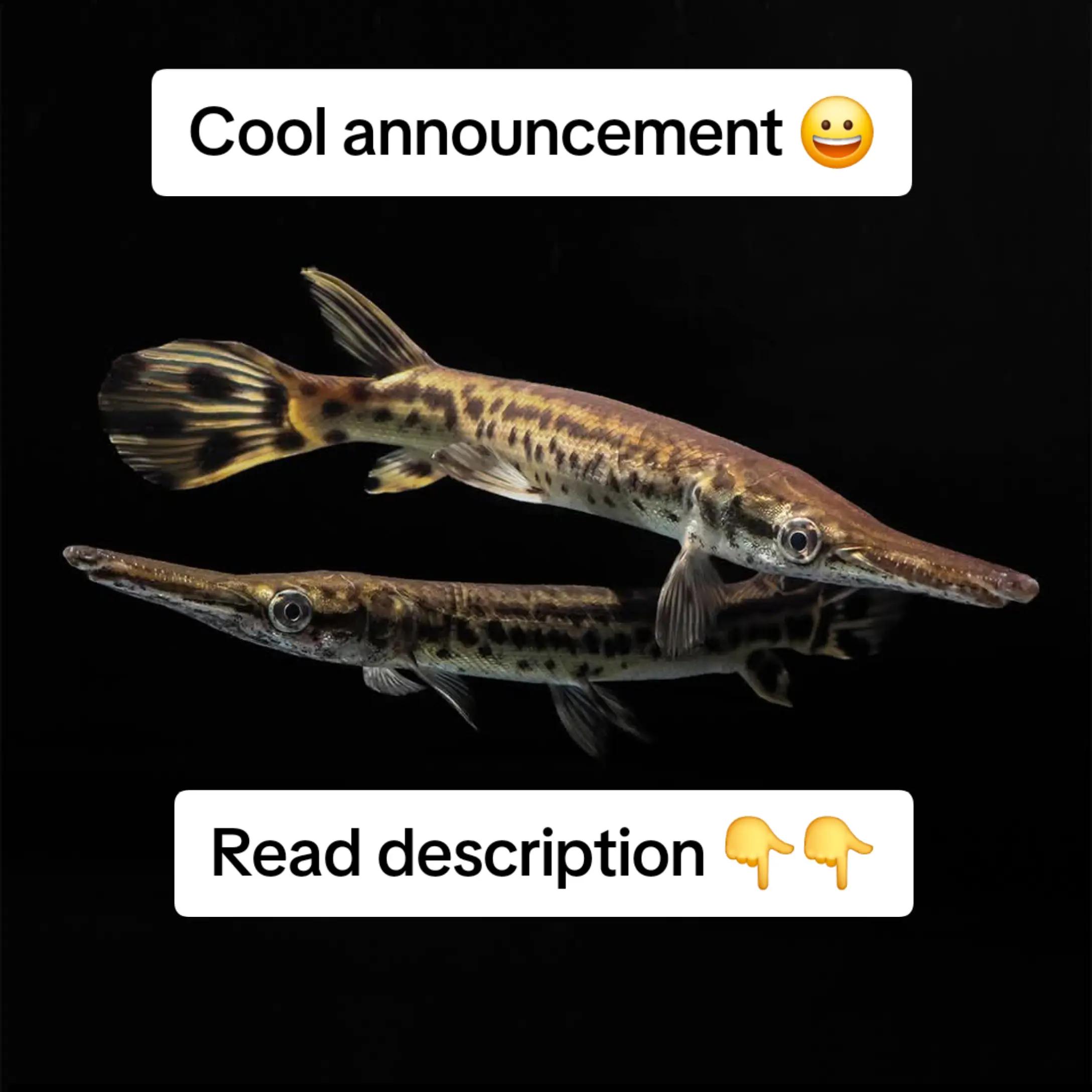 @biology_brat_mk2