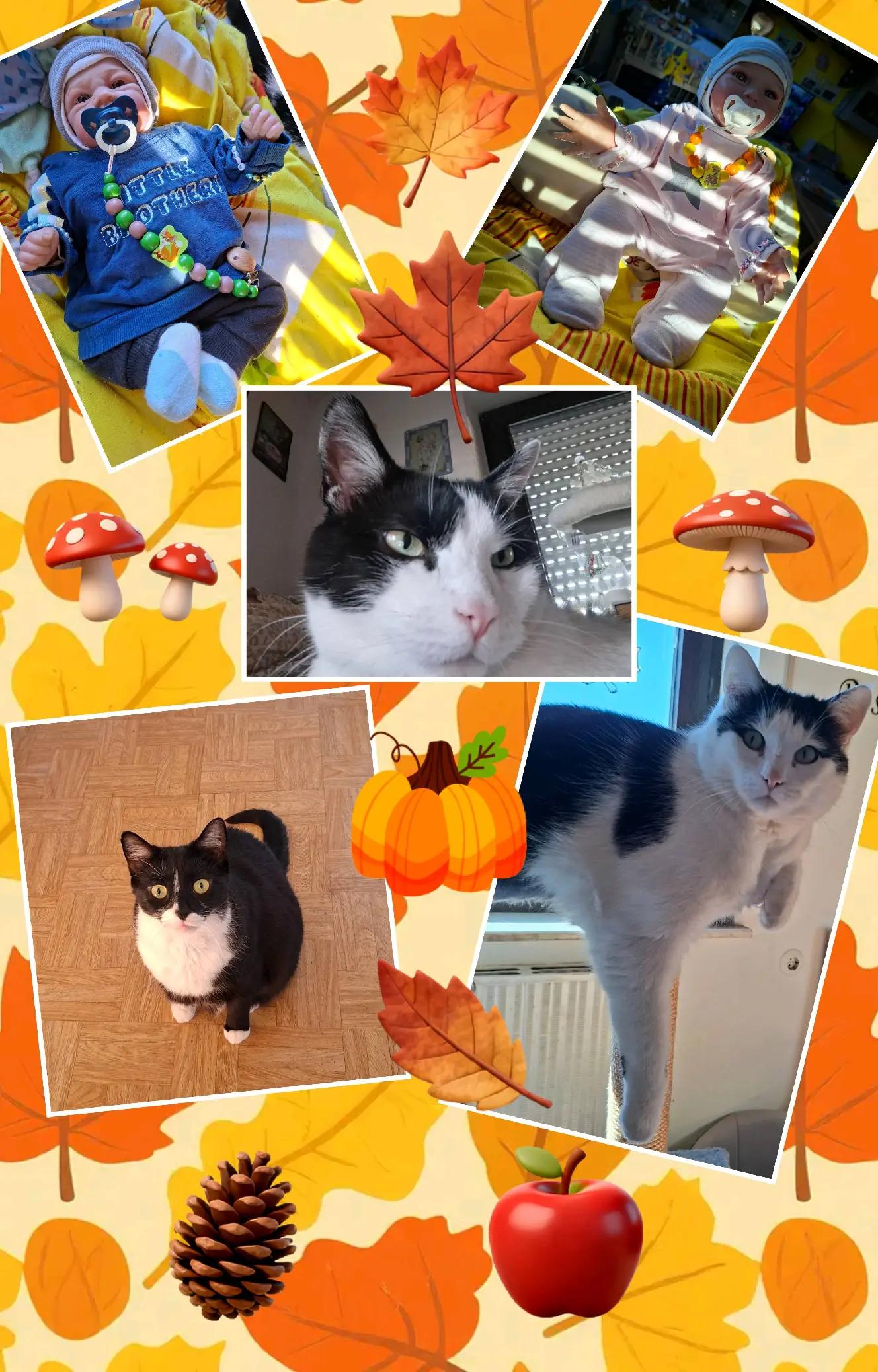 @Melanie Burg katzenstein😻😺😽