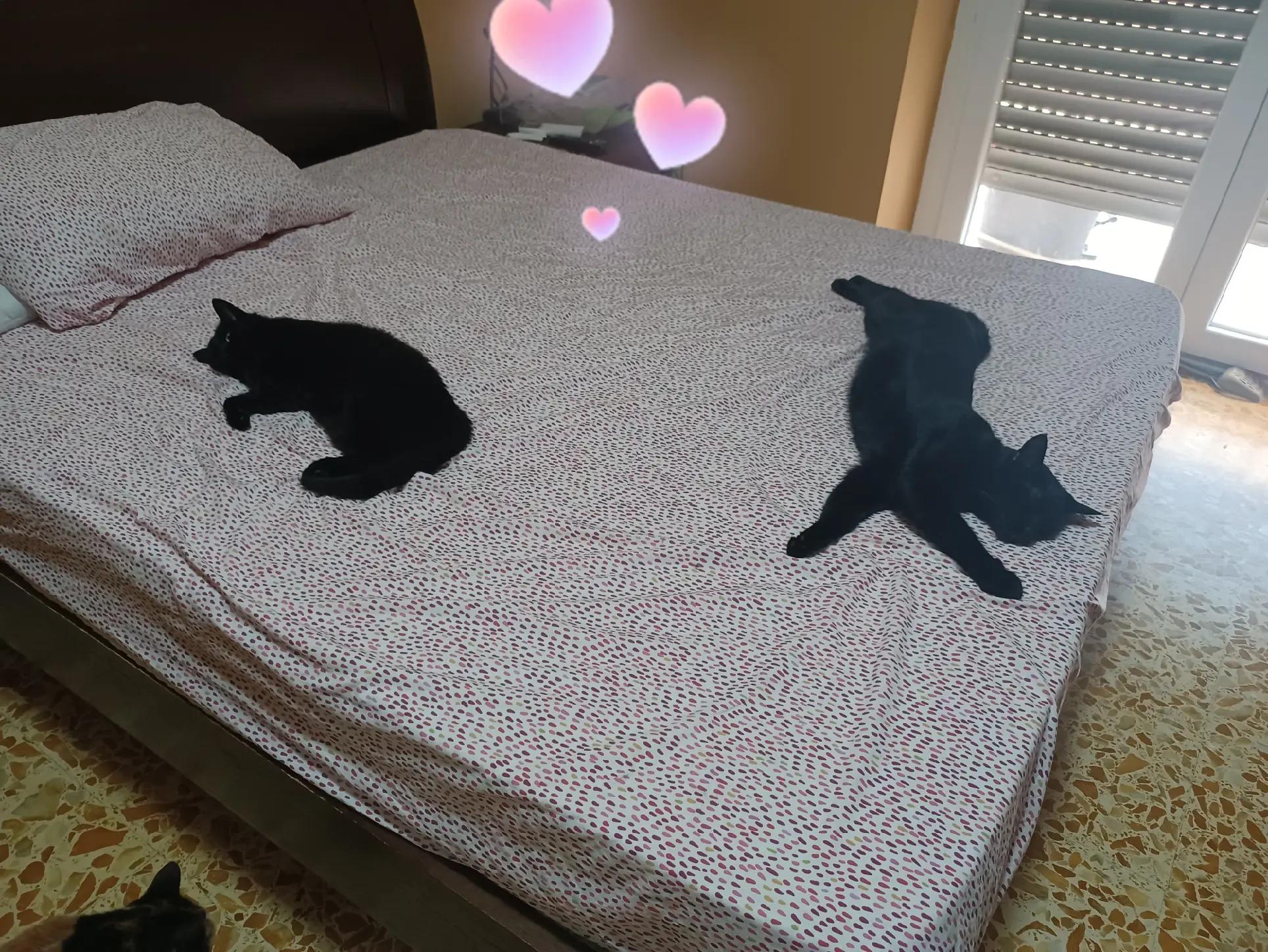 @amica dei gatti