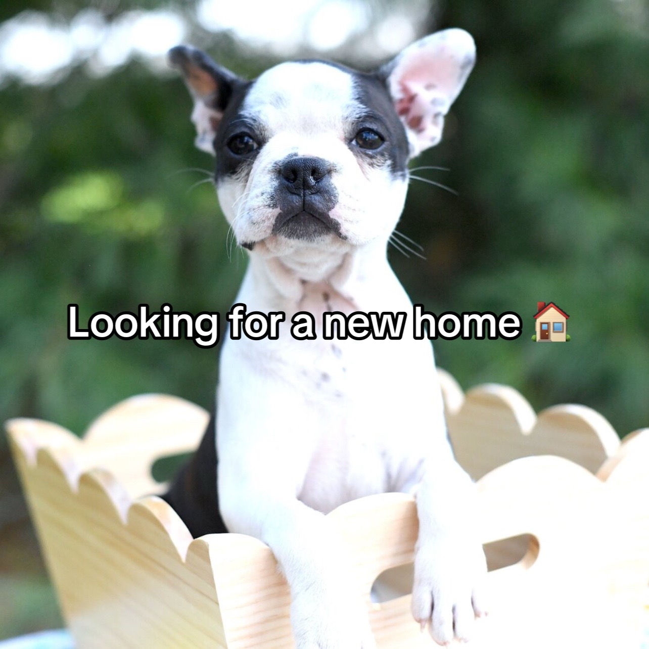 @Boston terriers for adoption