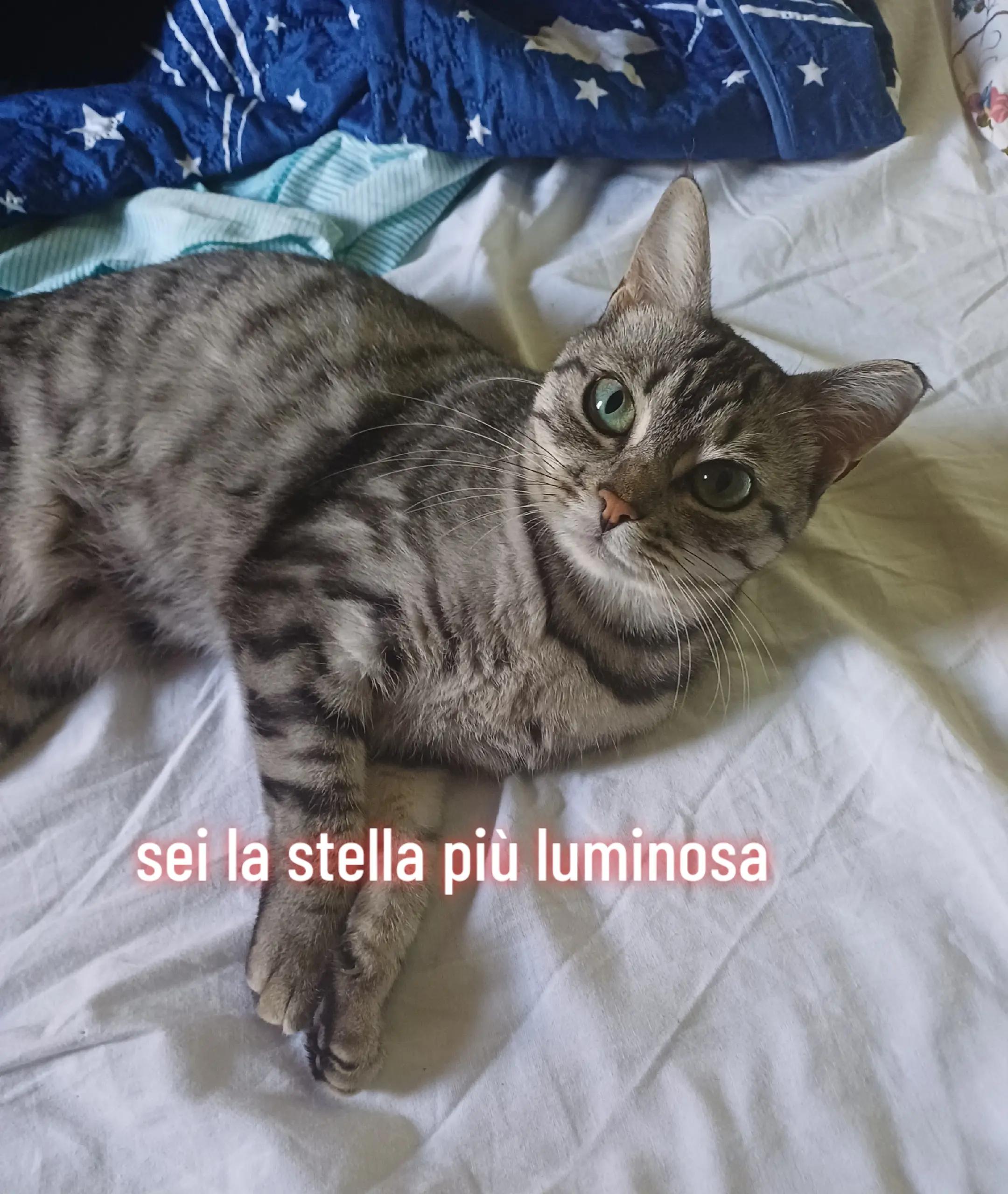 @Stellina