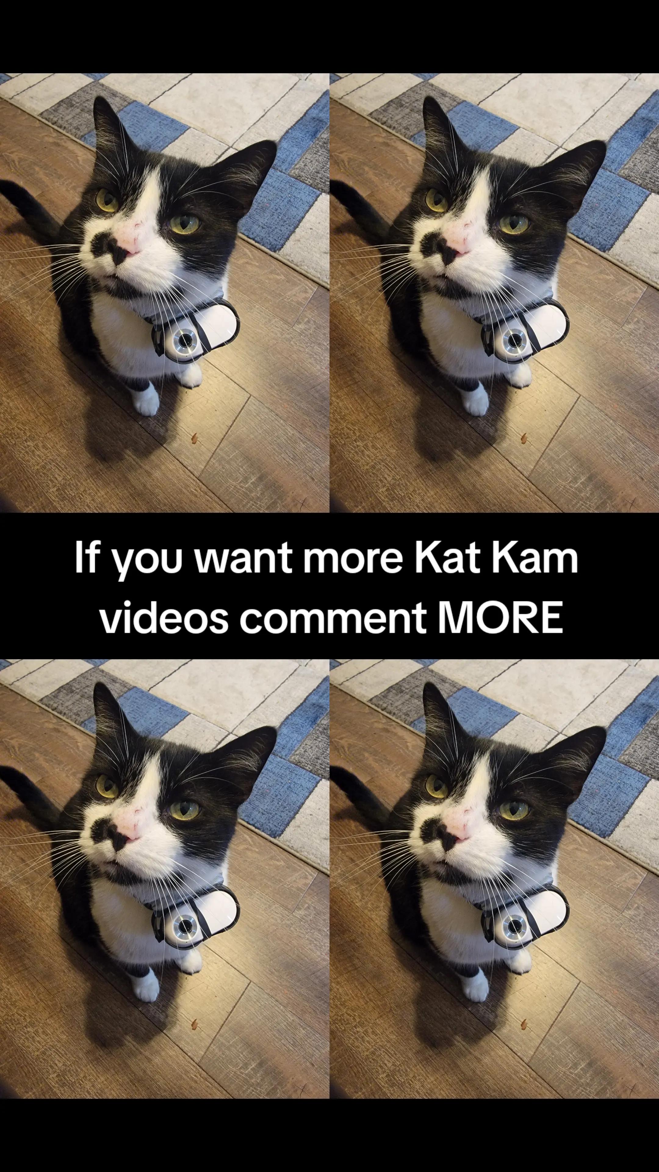 @Kata Kitty