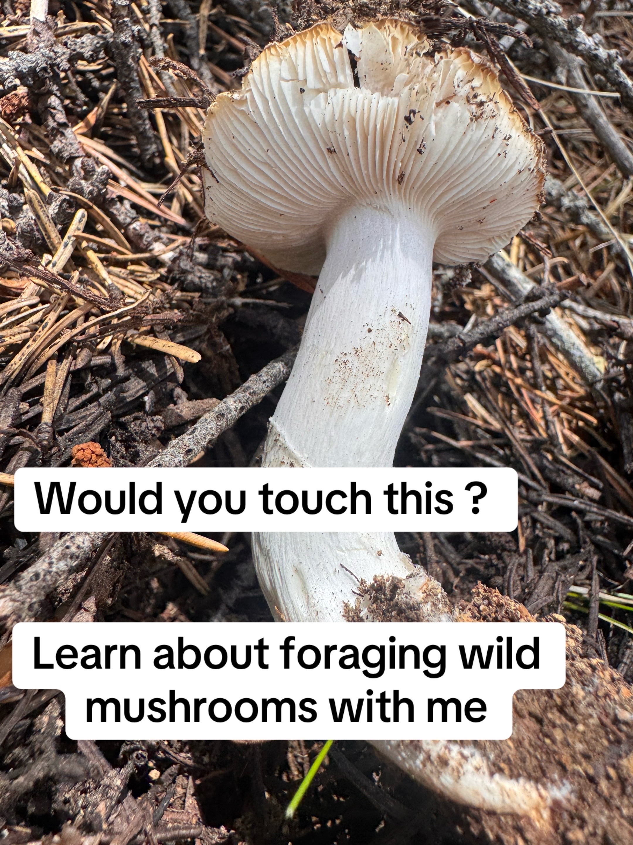 @Fungusamungus