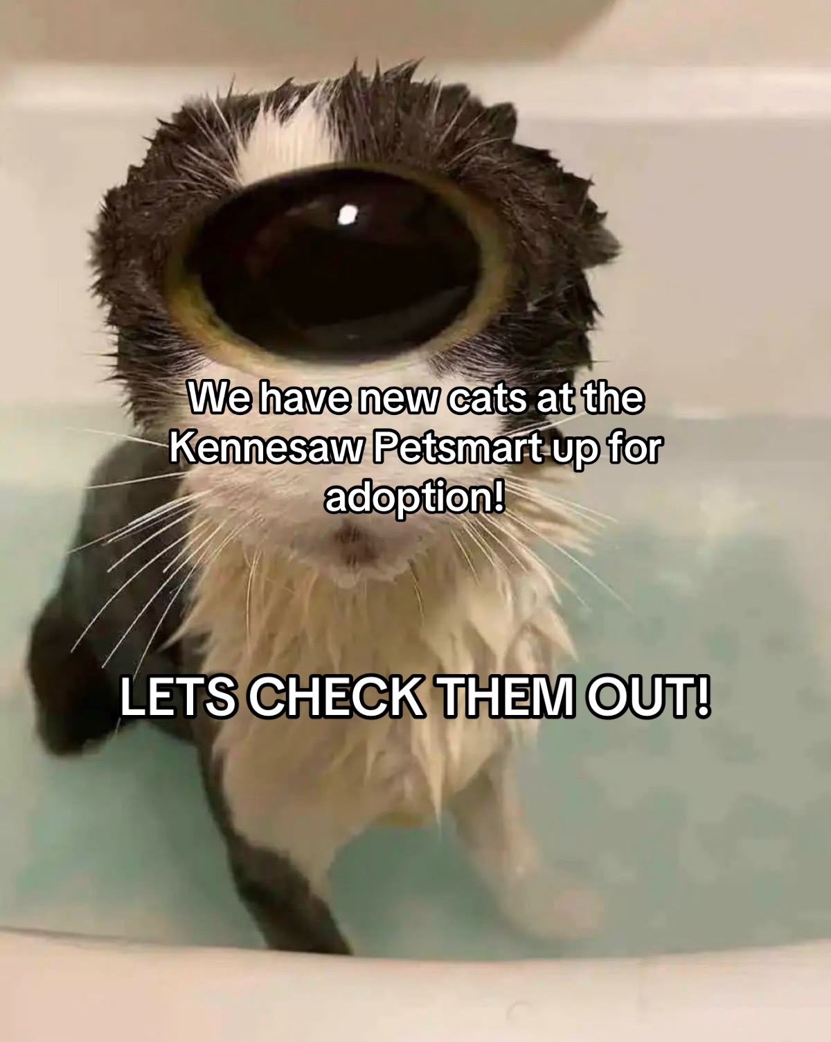 @KittyAngelRescue