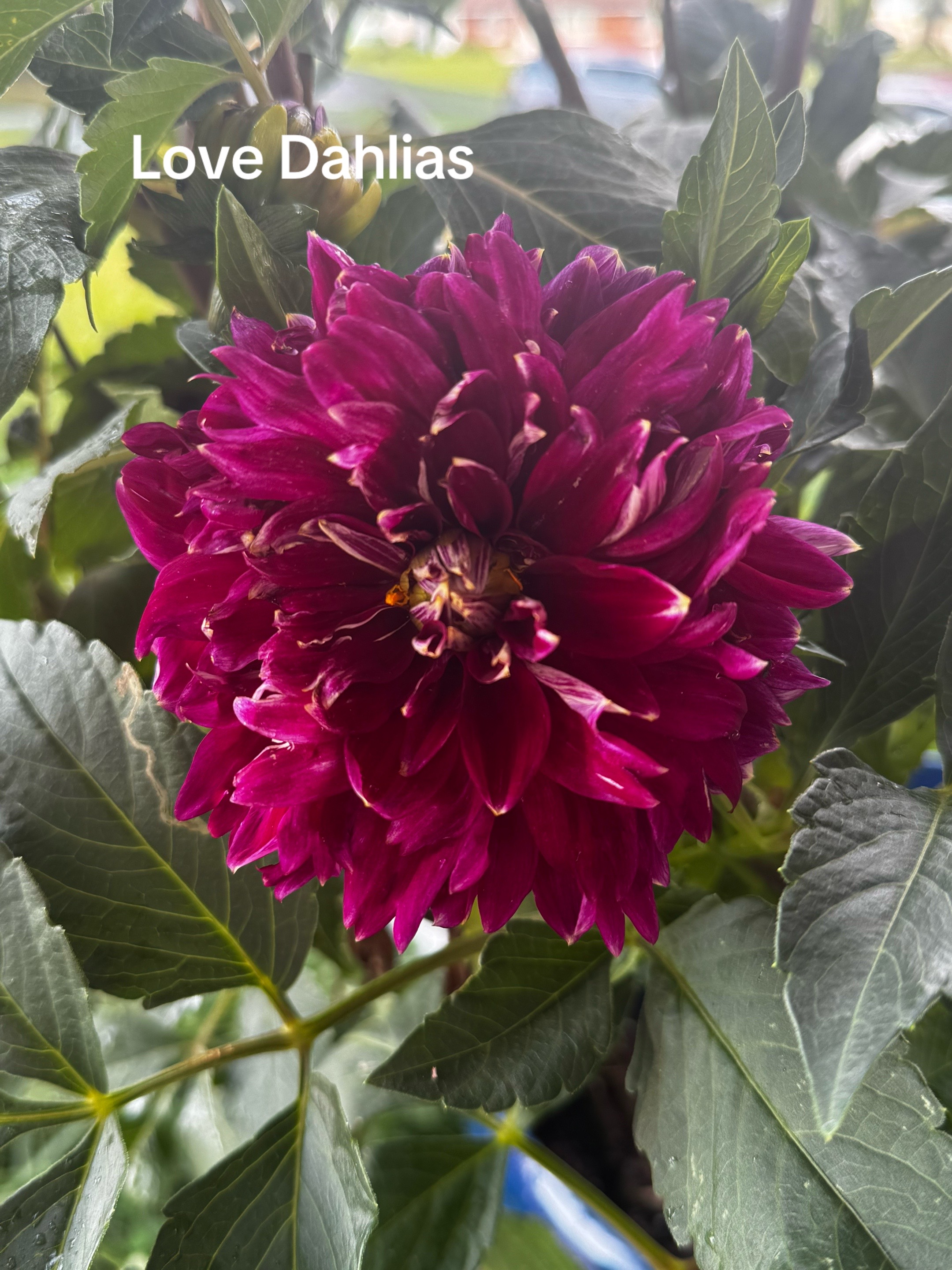 @colorblindflower