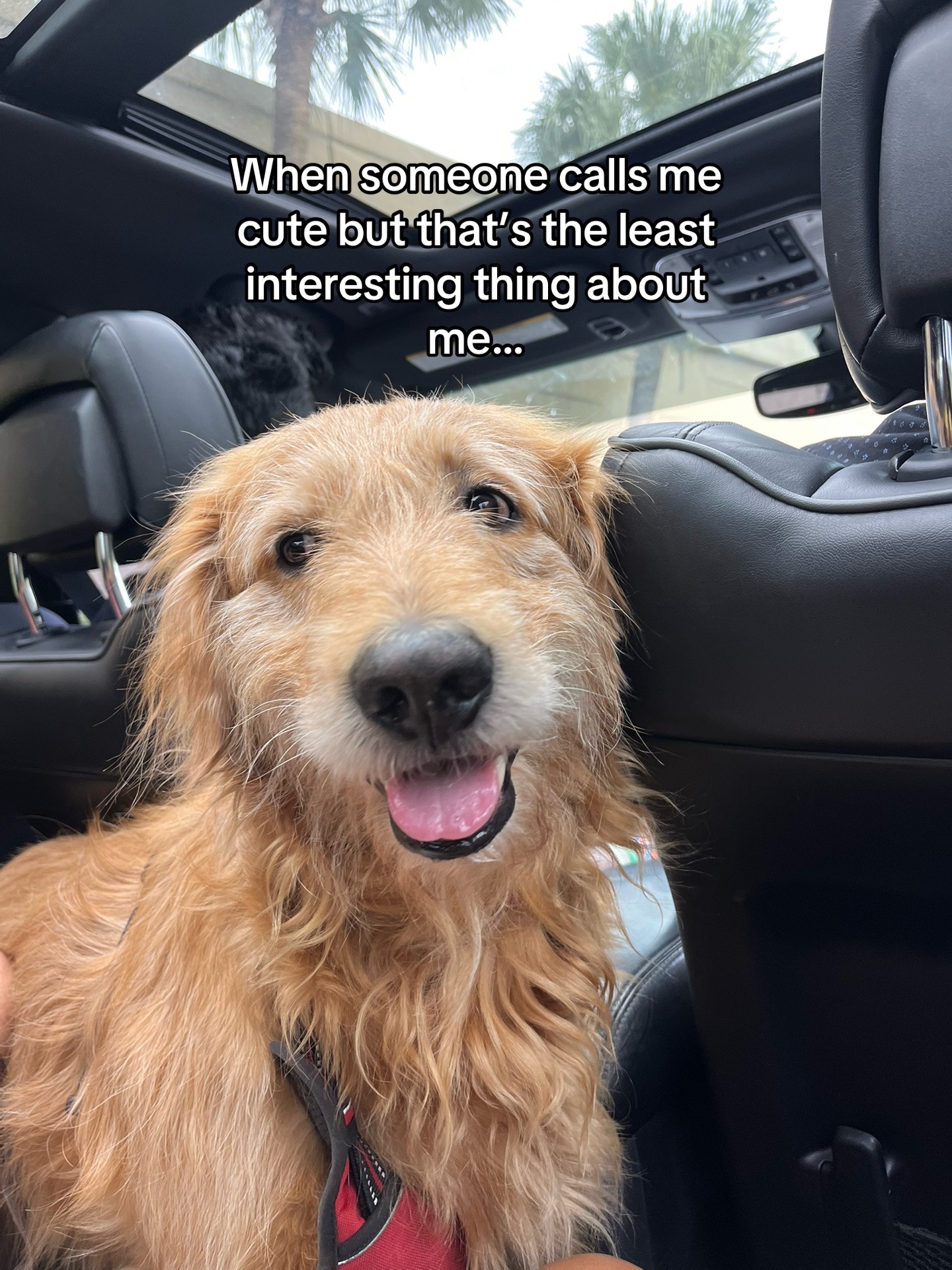 @Leo the Doodle