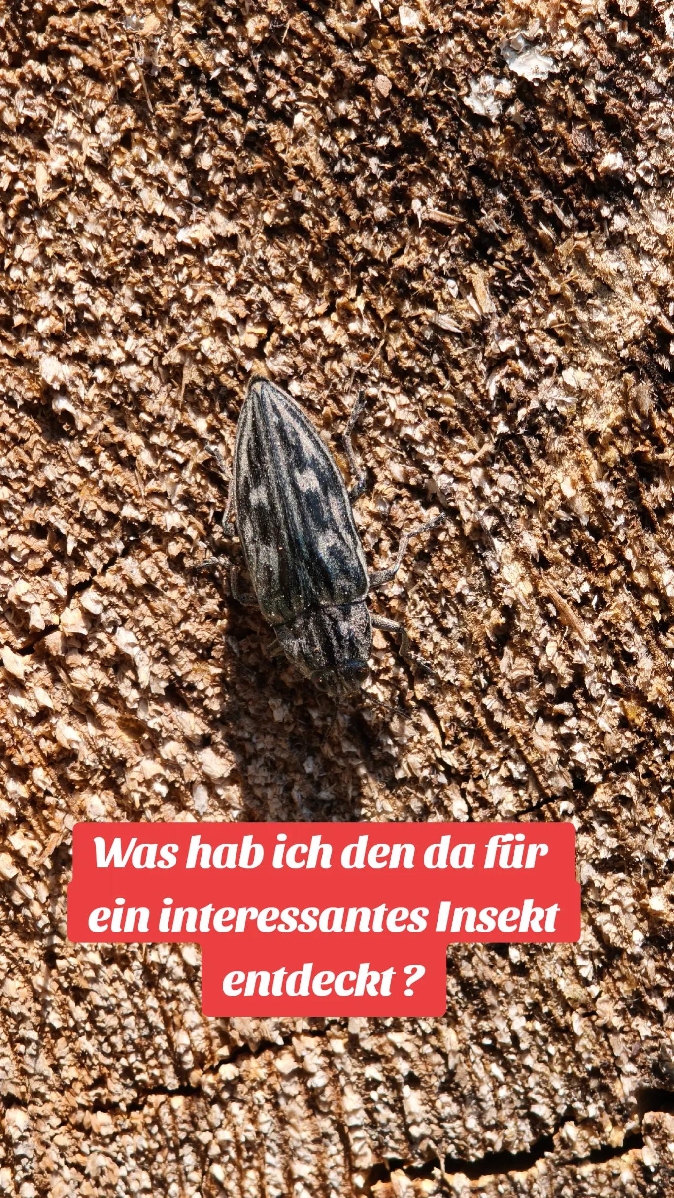 @ICH BIN'S