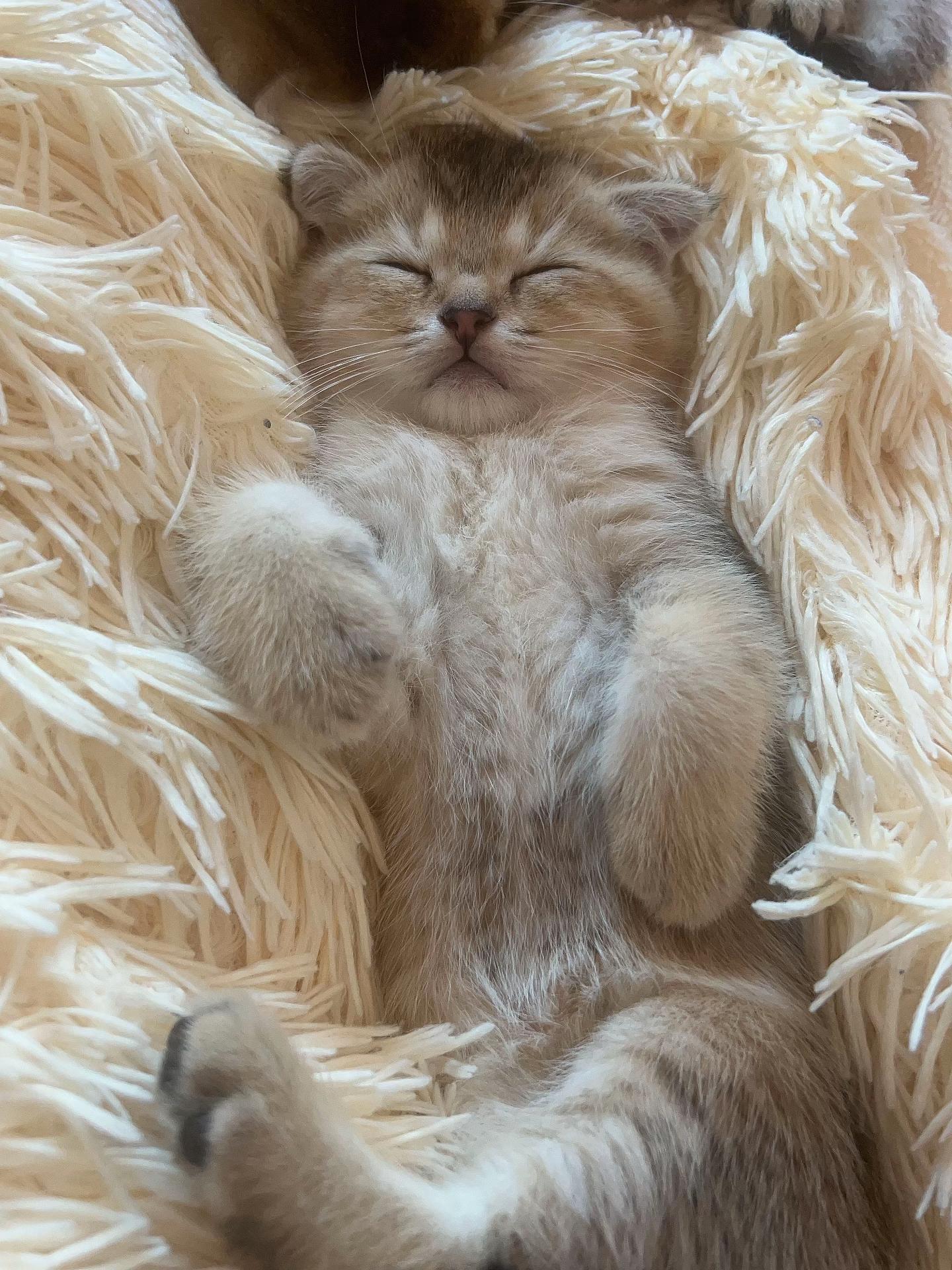 @🐈