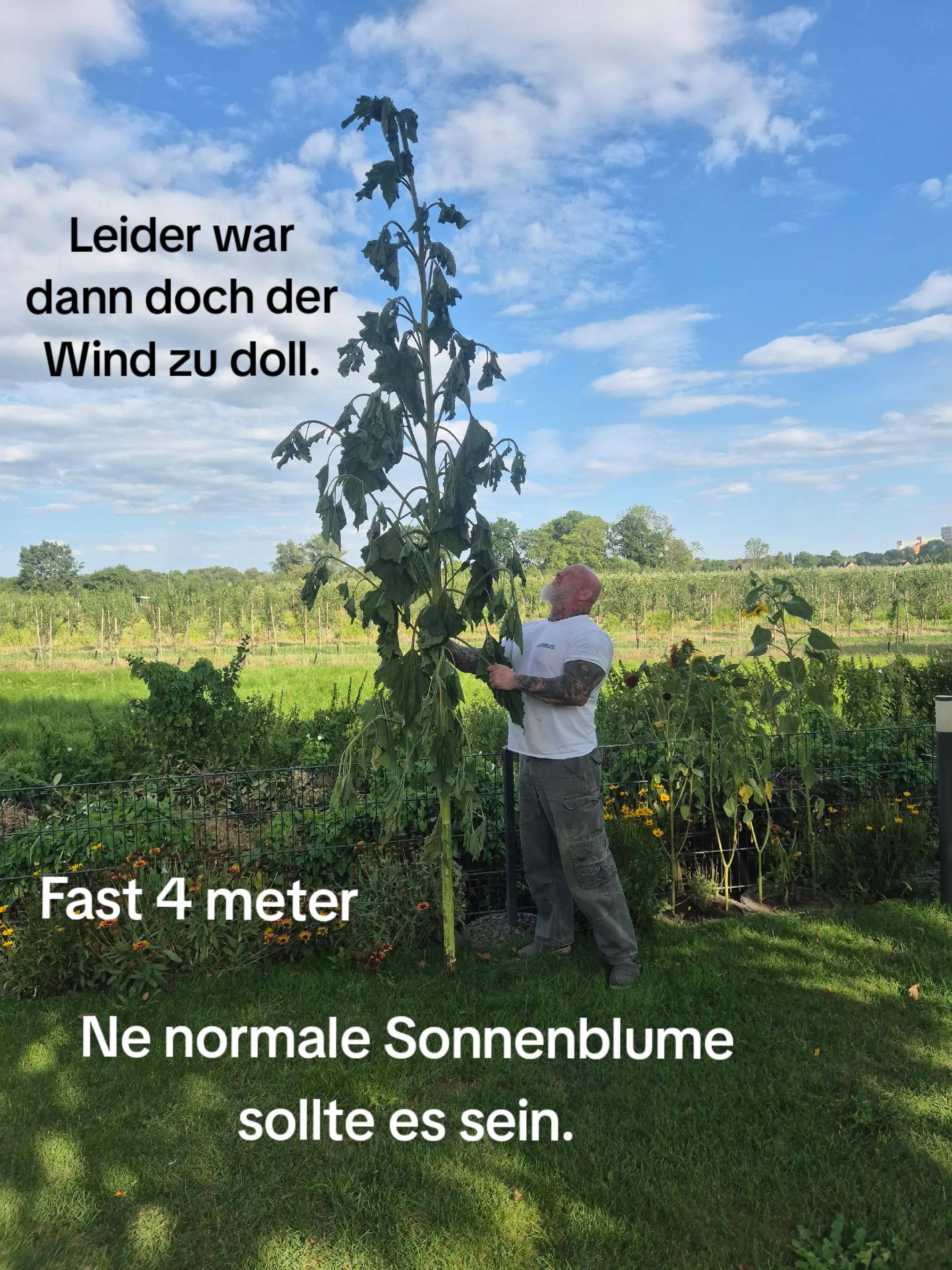 @Nordmann