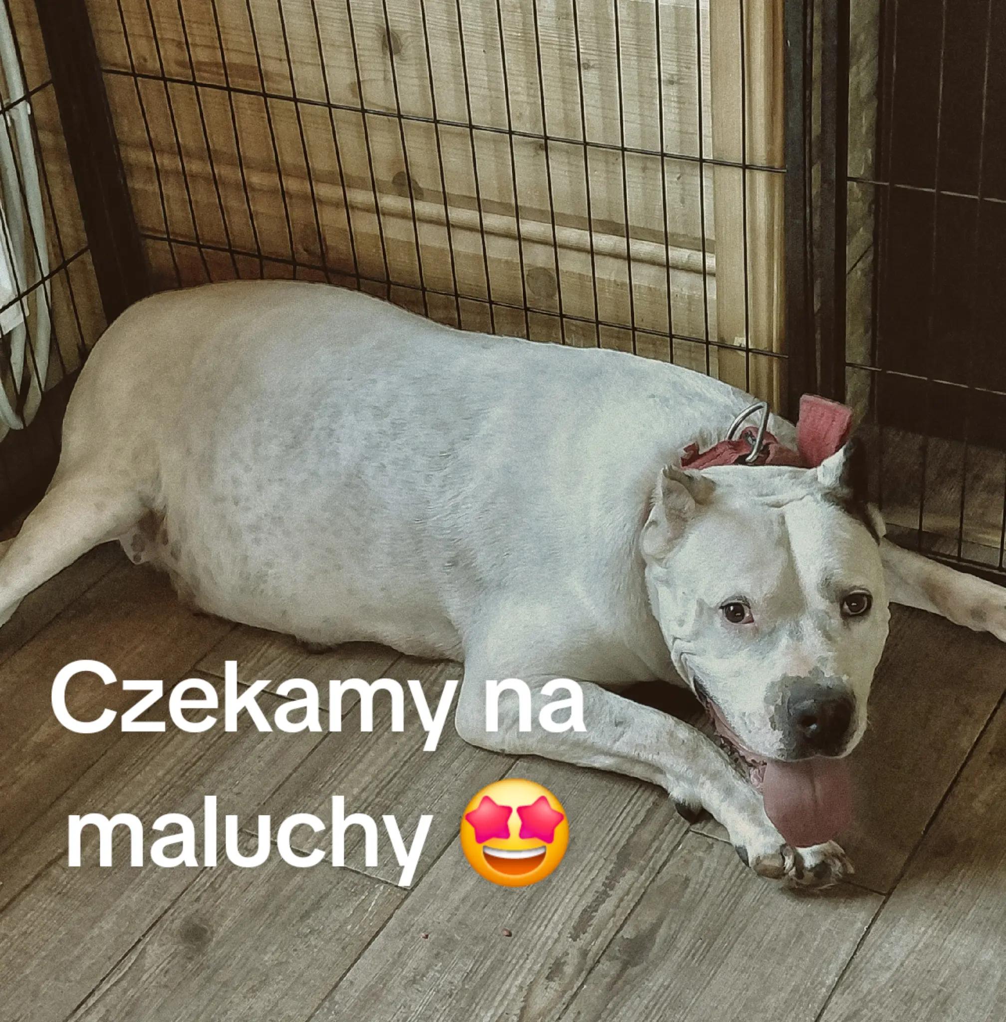 @Viola Trojan Dogo Argentino