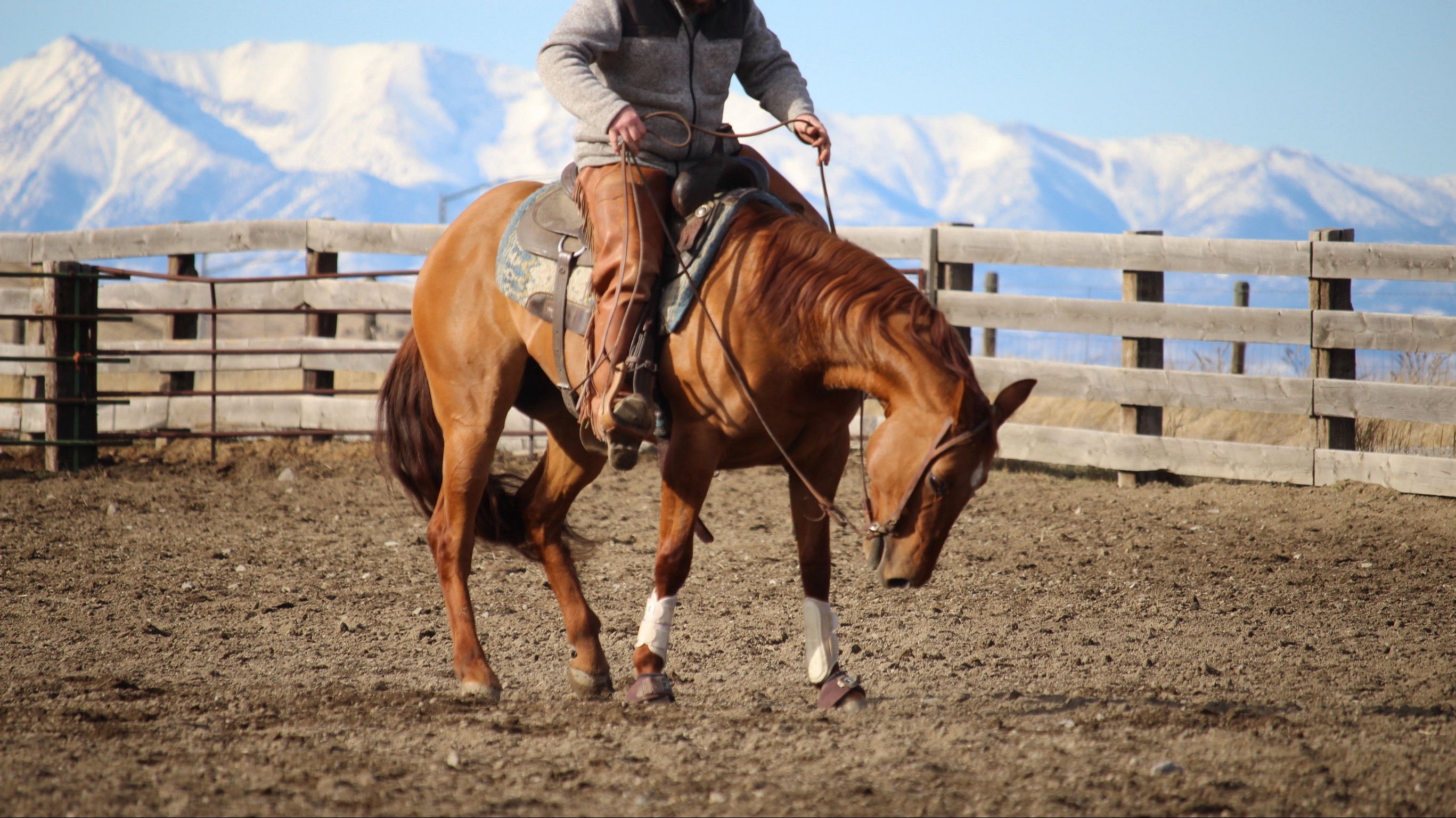 @Big Sky Horse Sales