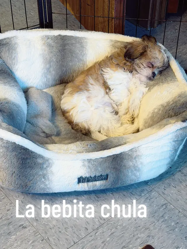 @dannytafollat(shihtzuz)