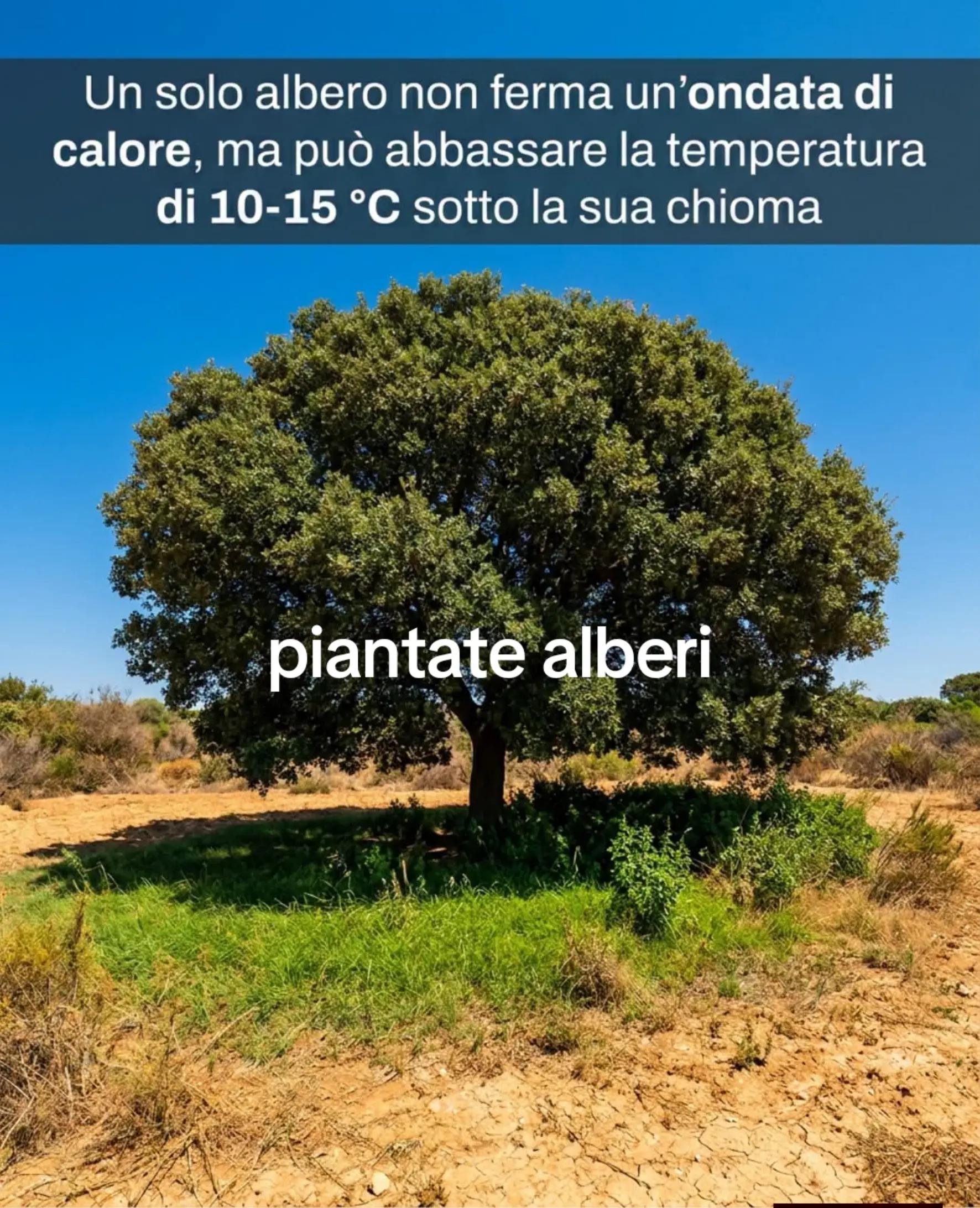 @francy