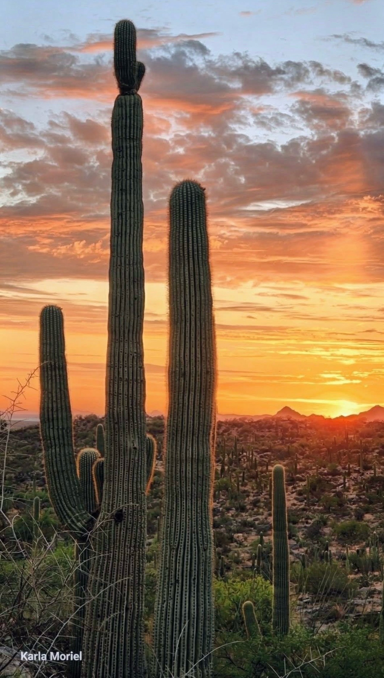 @☀️🌵Arizona 🌵 ☀️