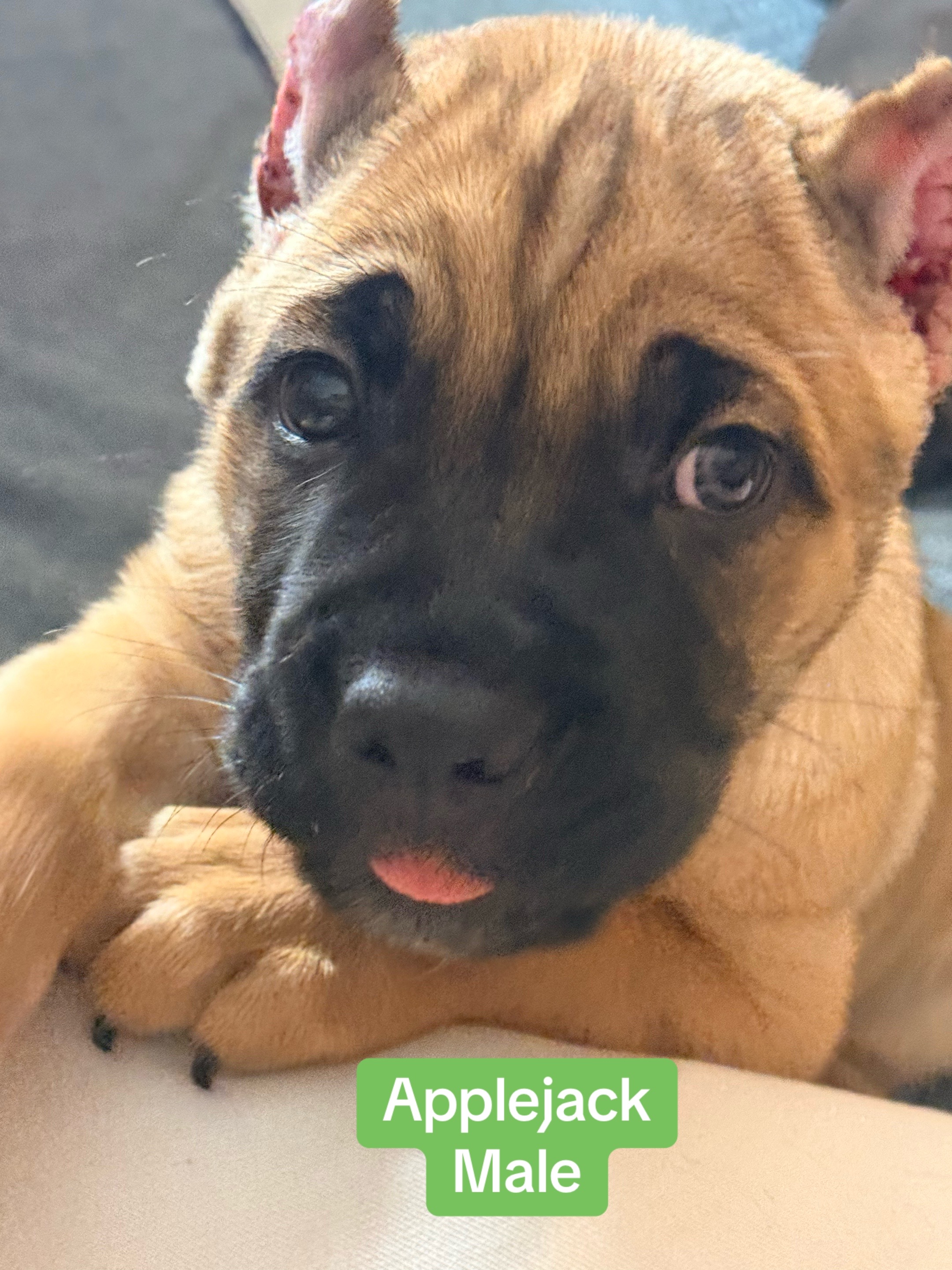@AandMCaneCorsos