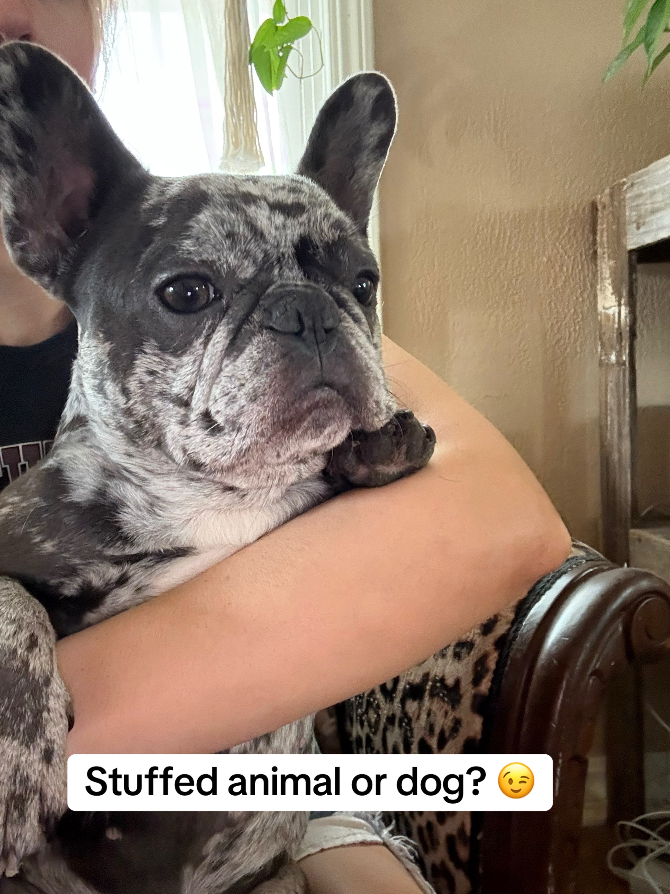 @Fly Lil Frenchie From OKC