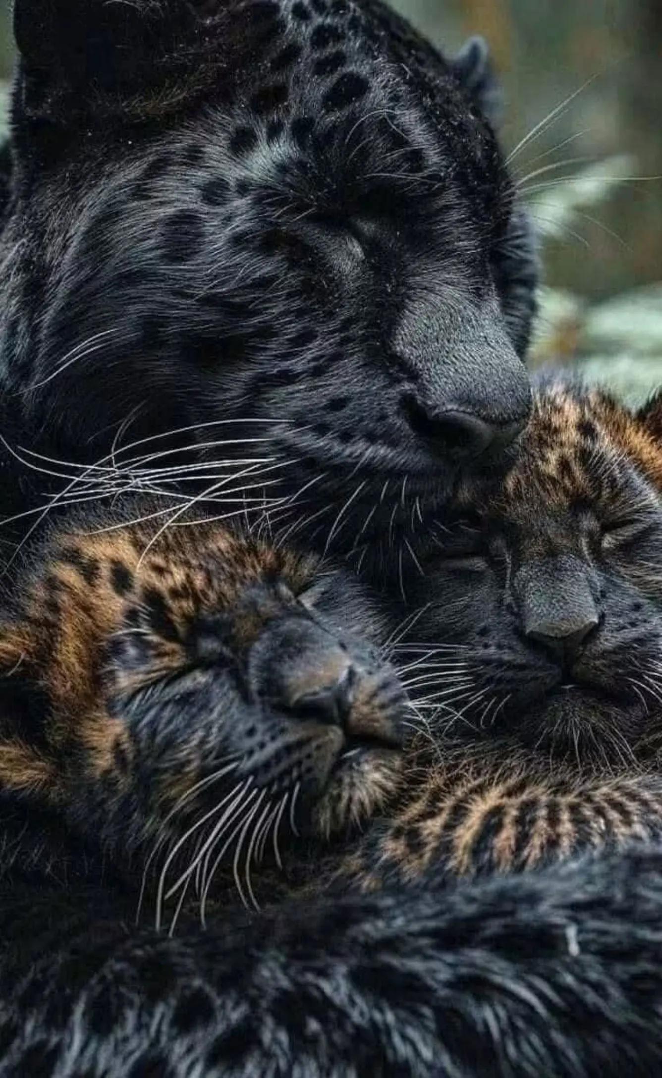 @🐅🐅manimal