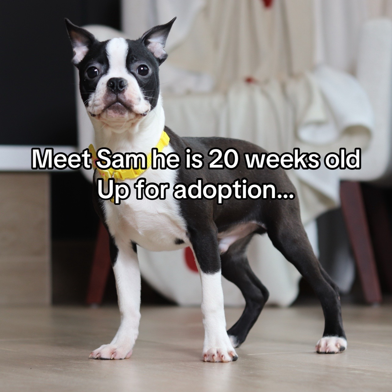 @Boston terriers for adoption