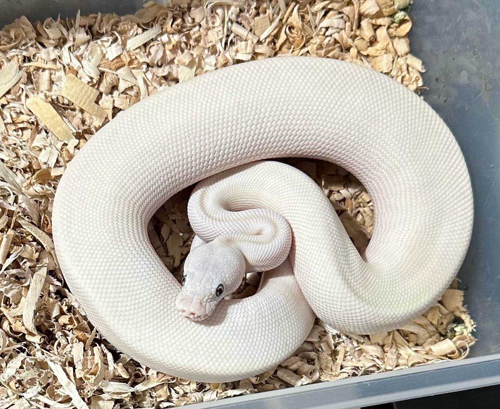 @Sallevallesnakes (jose)