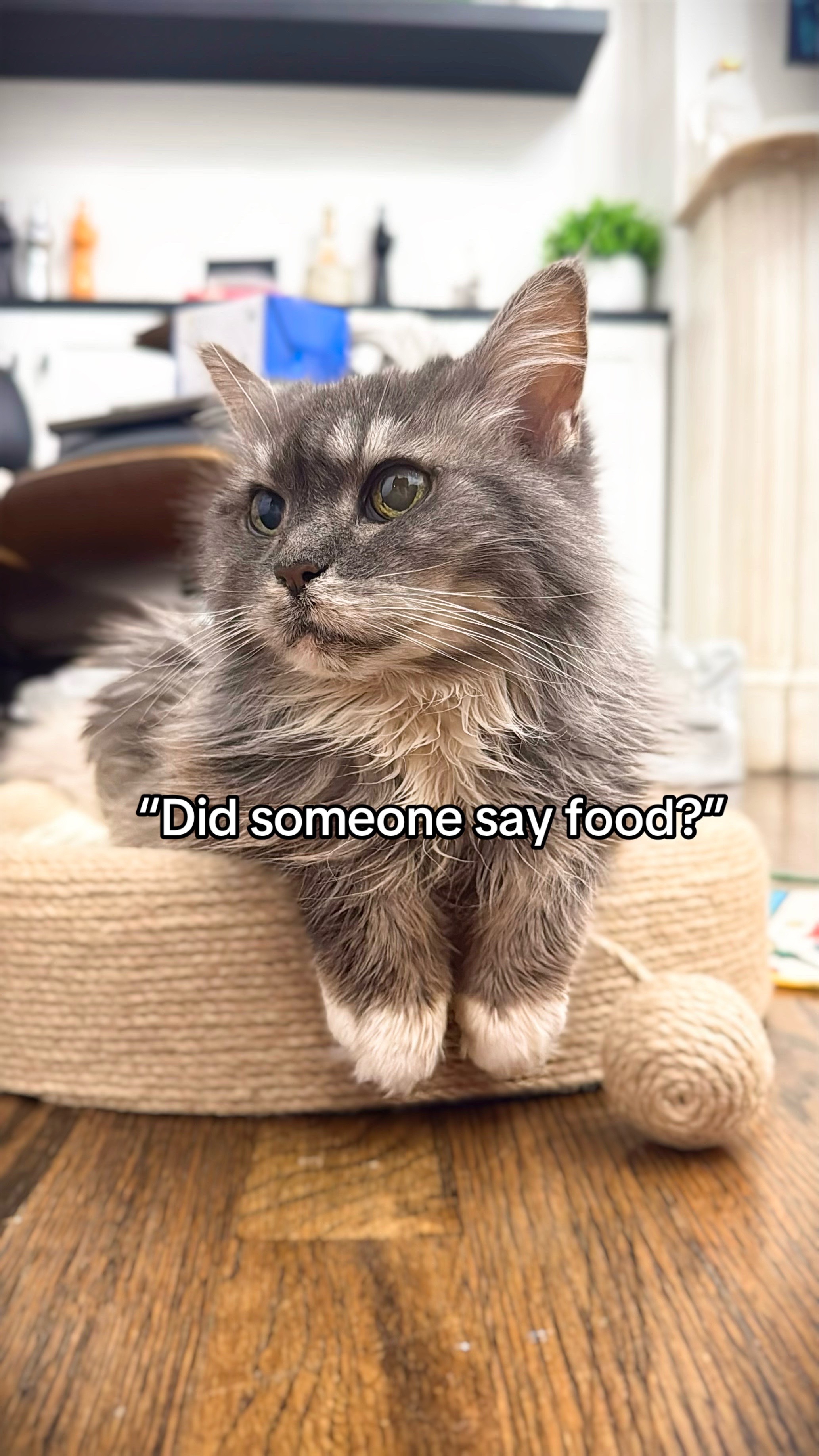 @Auntie Julie - The Cat Sitter