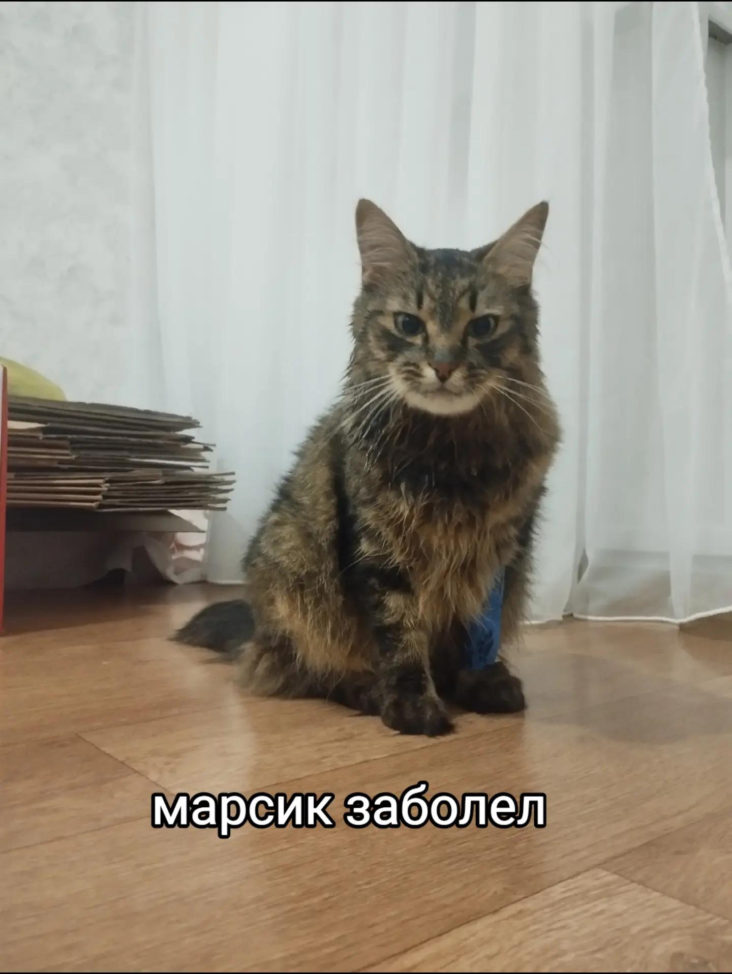 @Марсик😺💖