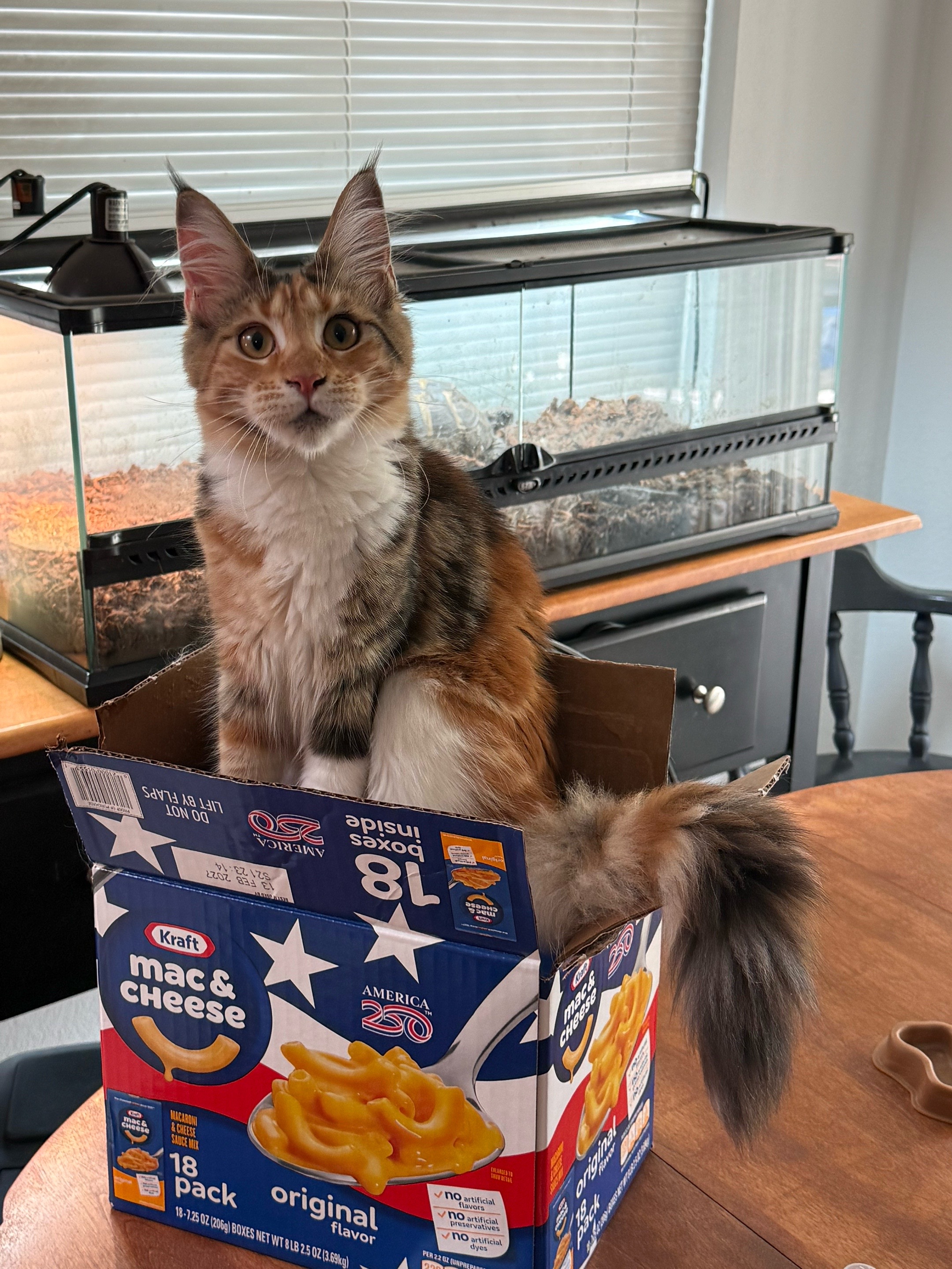 @StarKingdomMaineCoons